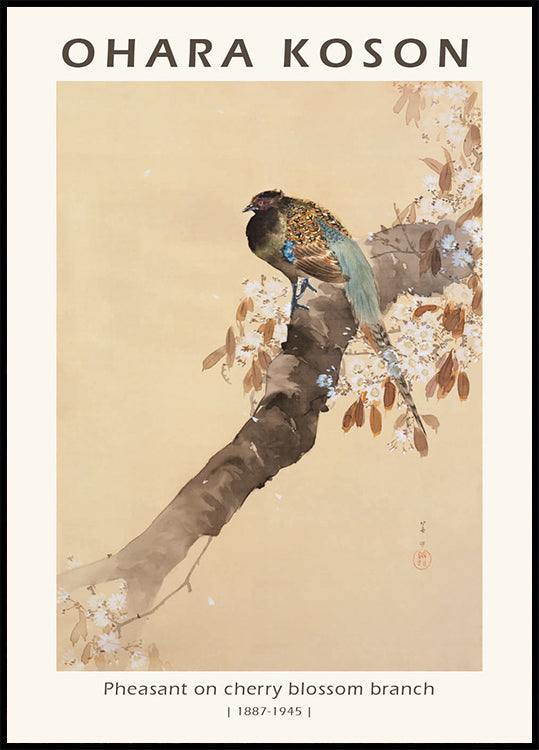 Pheasant on Cherry Blossom Branch, Japanese Woodblock By Ohara Koson Plakat - Posterbox.dk