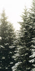Snowy Evergreen Forest Plakat - Posterbox.dk