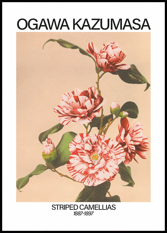 Striped Camellias Print, Ogawa Kazumasa Plakat - Posterbox.dk
