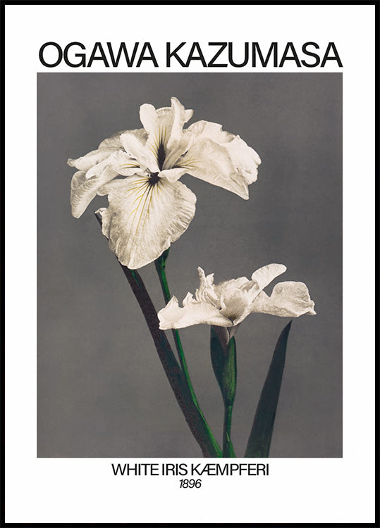White Iris print, Ogawa Kazumasa Plakat - Posterbox.dk