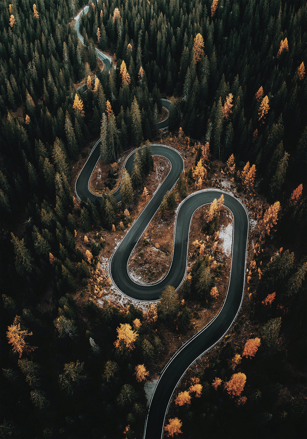 Winding Road in the Forest Plakat - Posterbox.dk