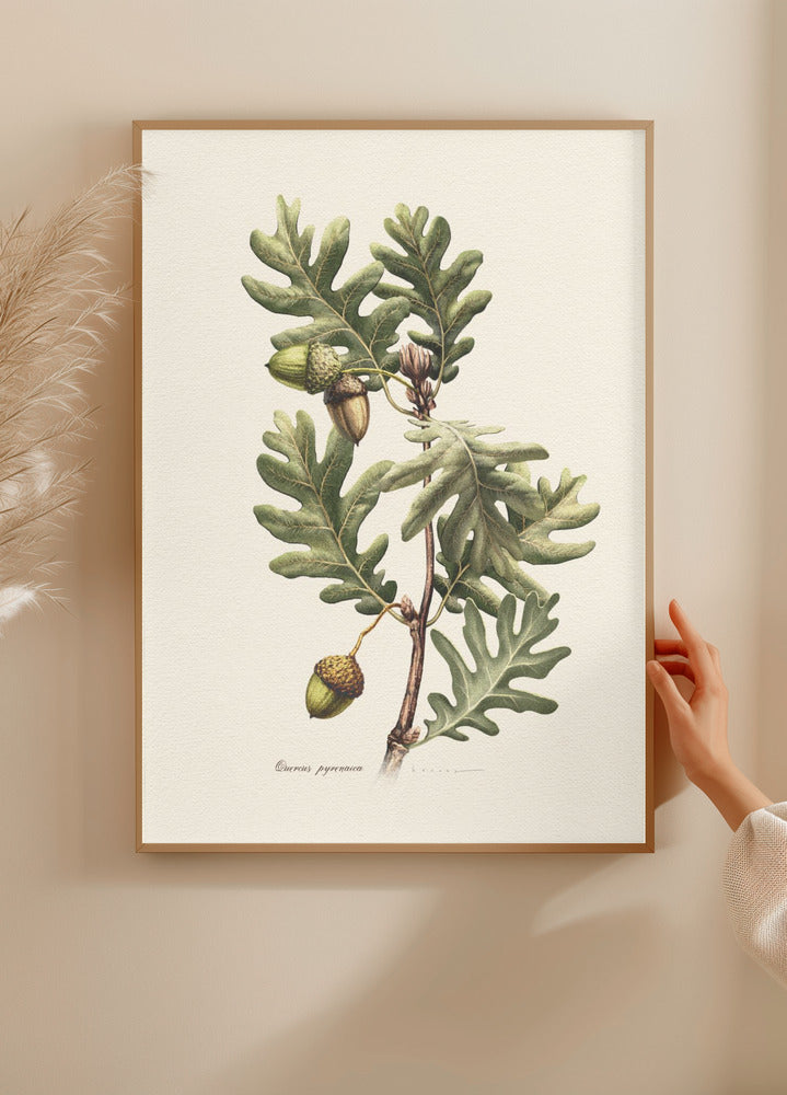 Botany   Quercus Pyrenaica Plakat