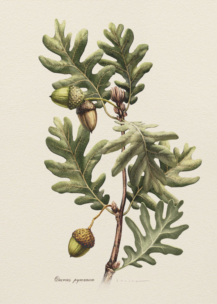 Botany   Quercus Pyrenaica Plakat