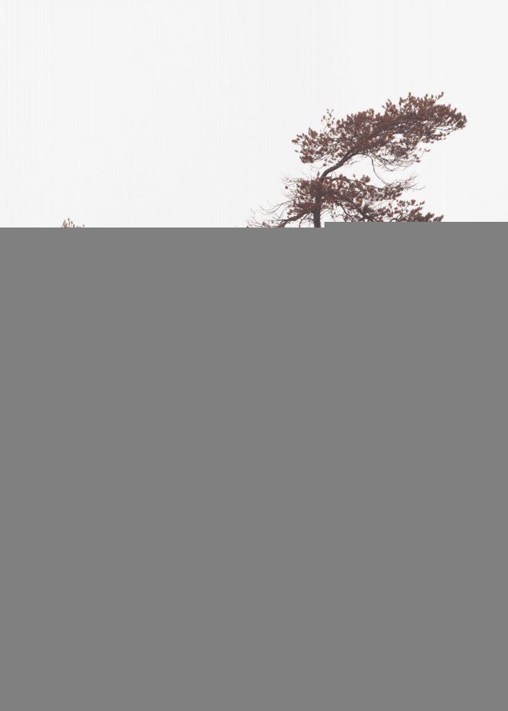 Szobrászati ​​fenyők poszter