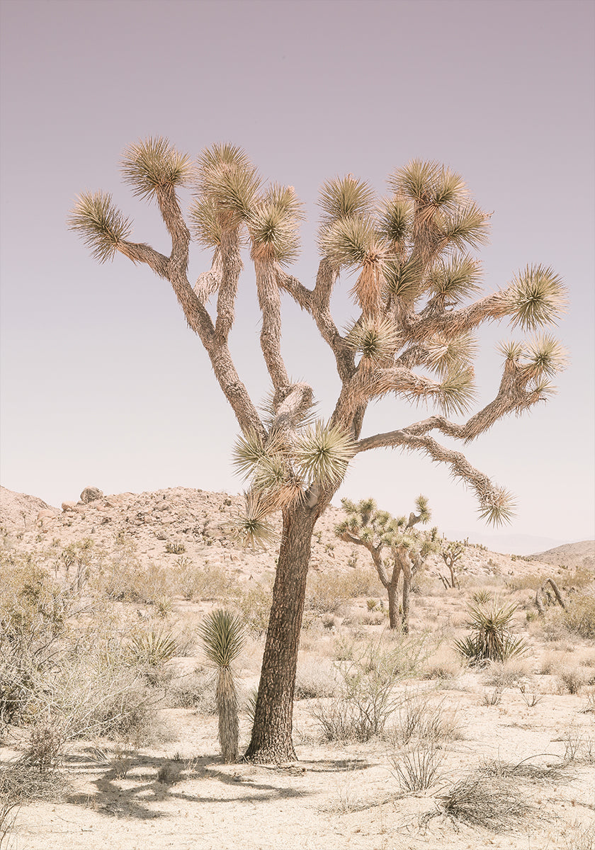 Desert Serenity - Posterbox