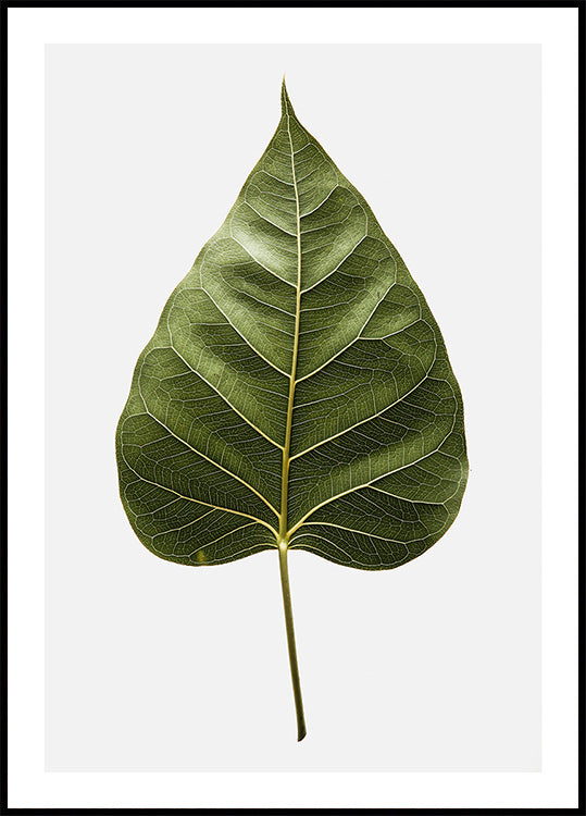 Leaf's Intricate Veins (NEW) - Posterbox