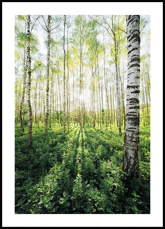 Birch Grove vertical - Posterbox