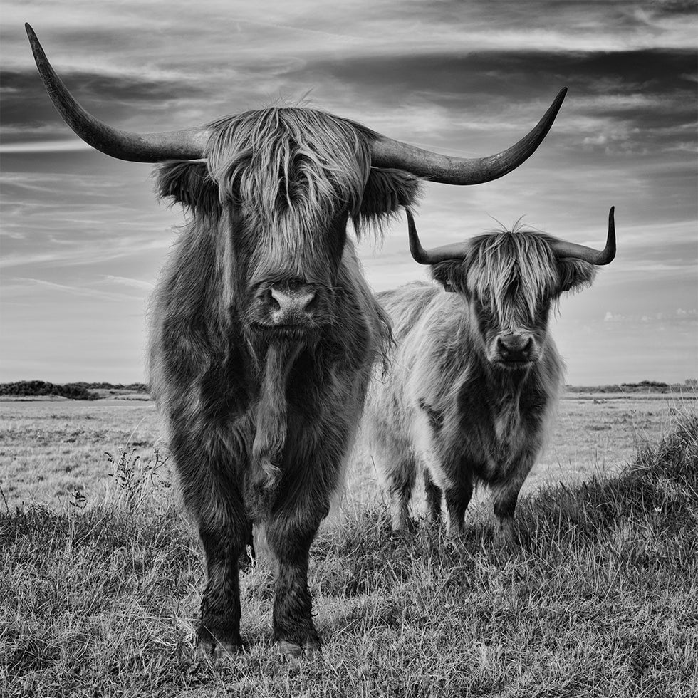 Highlands Plakat - Posterbox