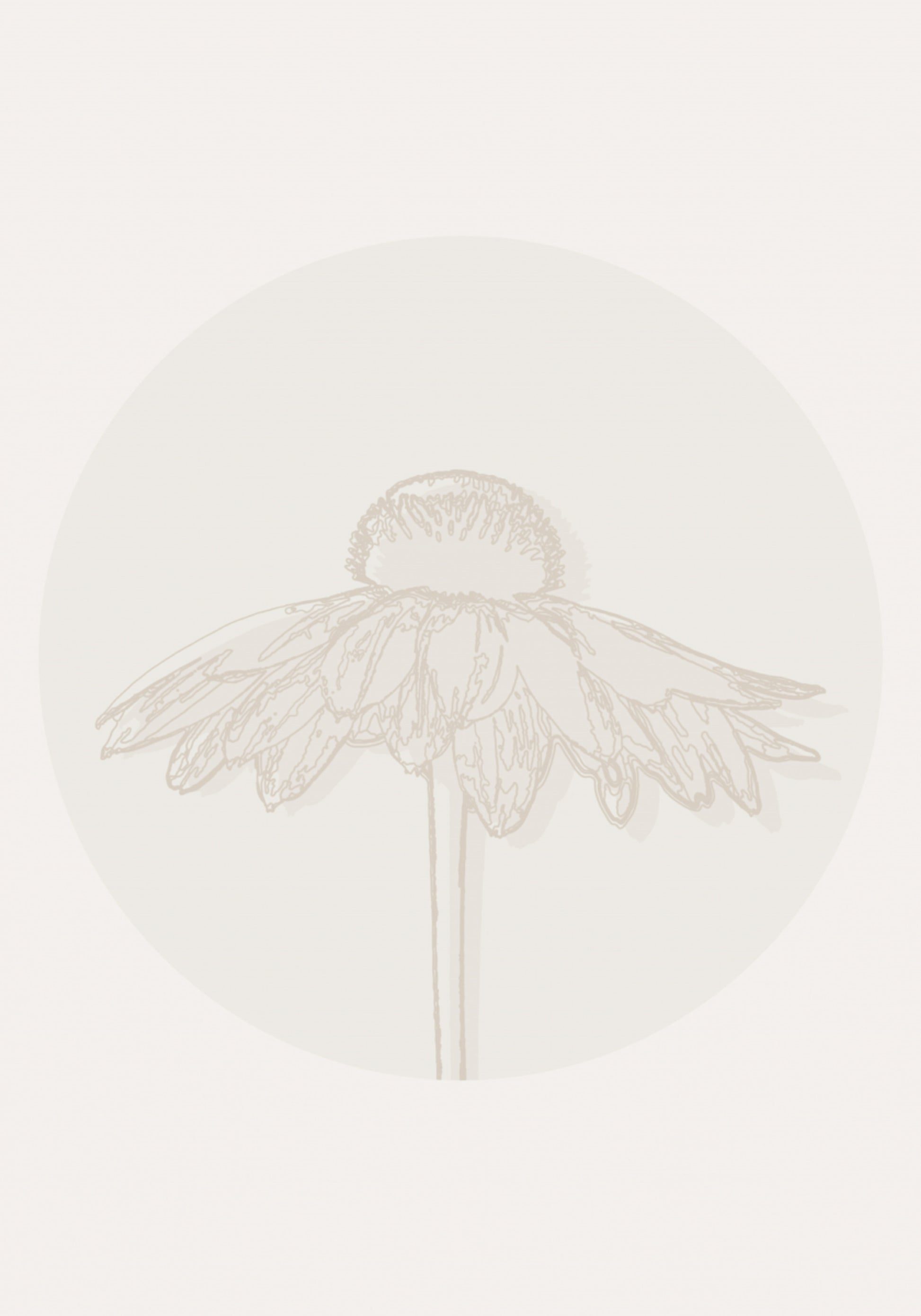 Minimalistinis Coneflower Bloom
