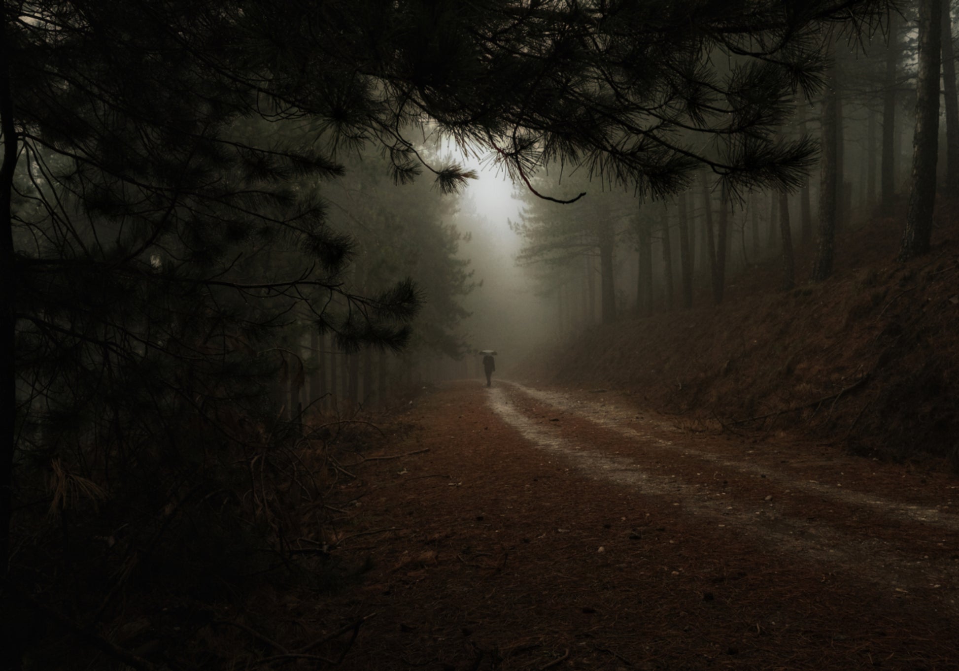 Misty Forest Path