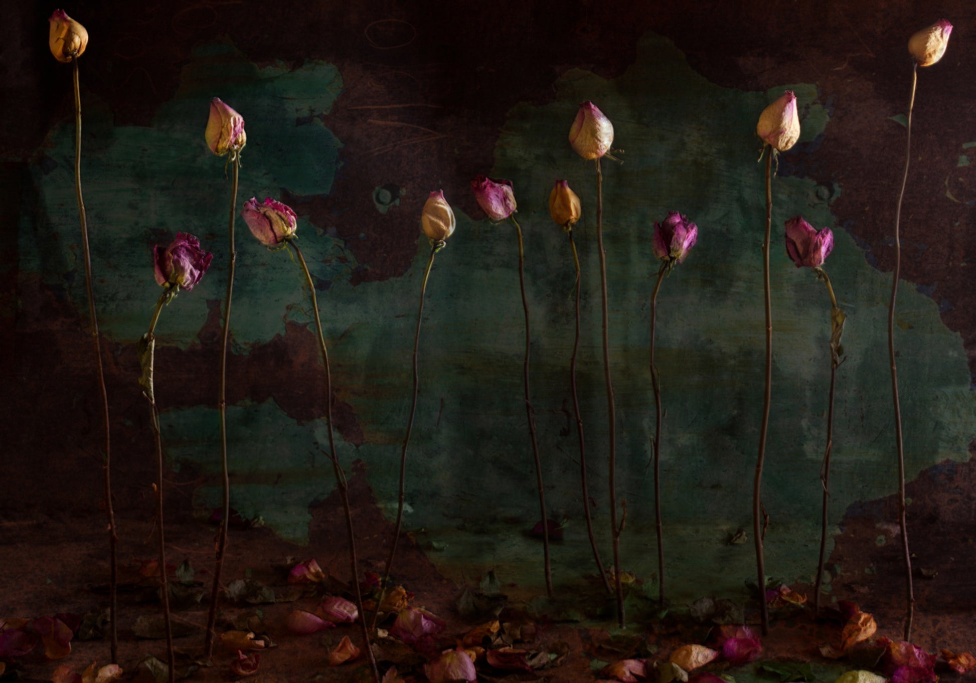 Moody gedréchent Roses