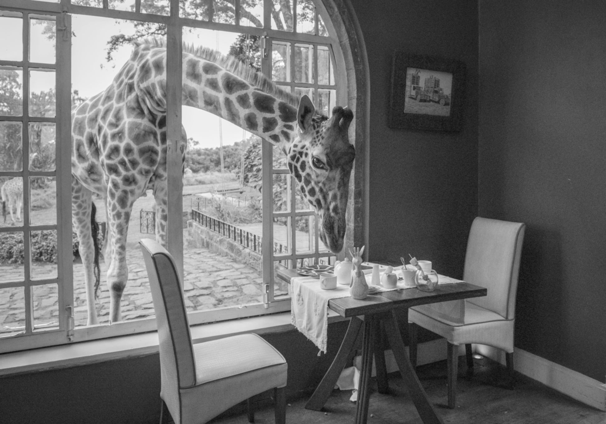 Moien Giraff Guest