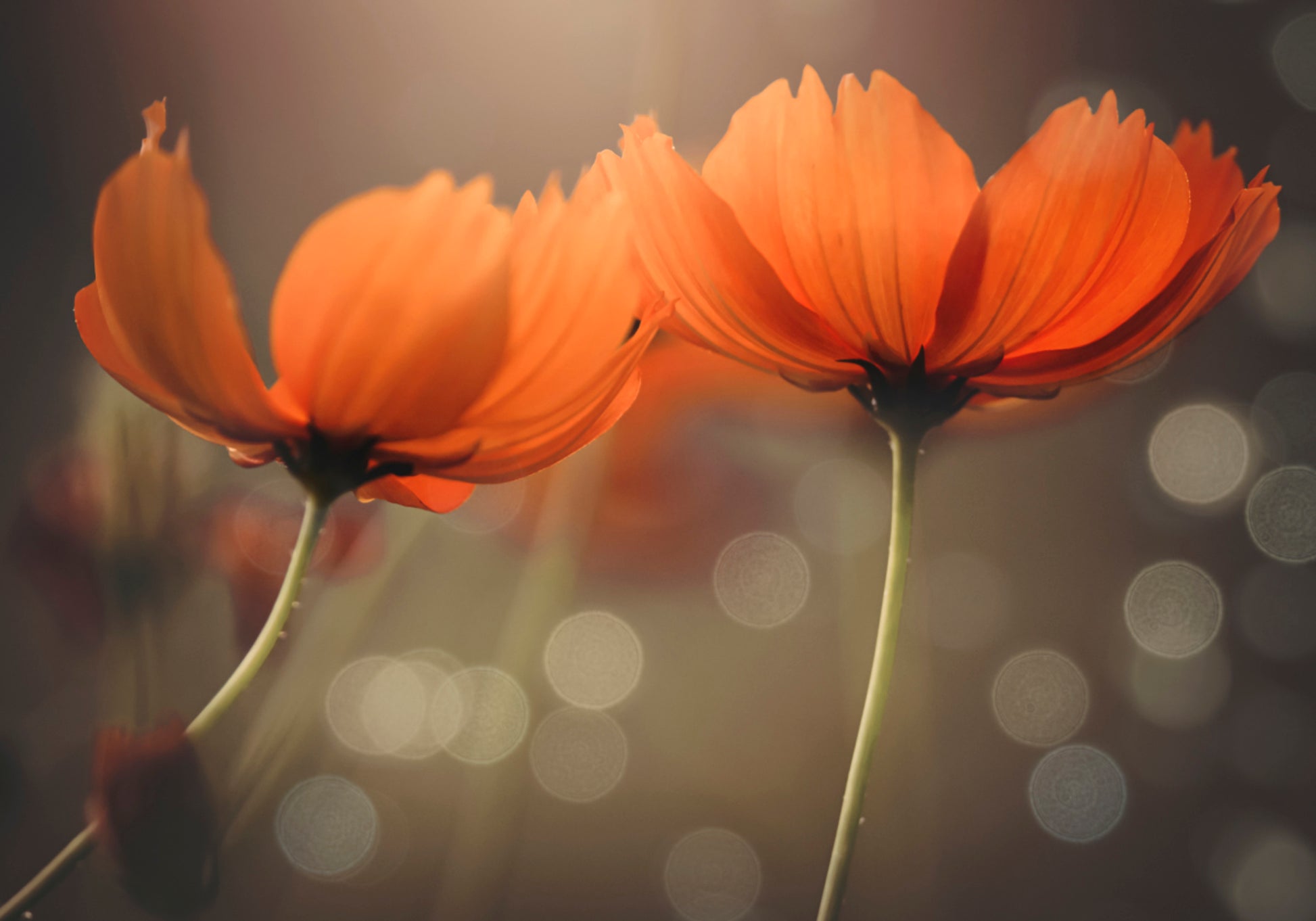 Glowing Cosmos Flowers