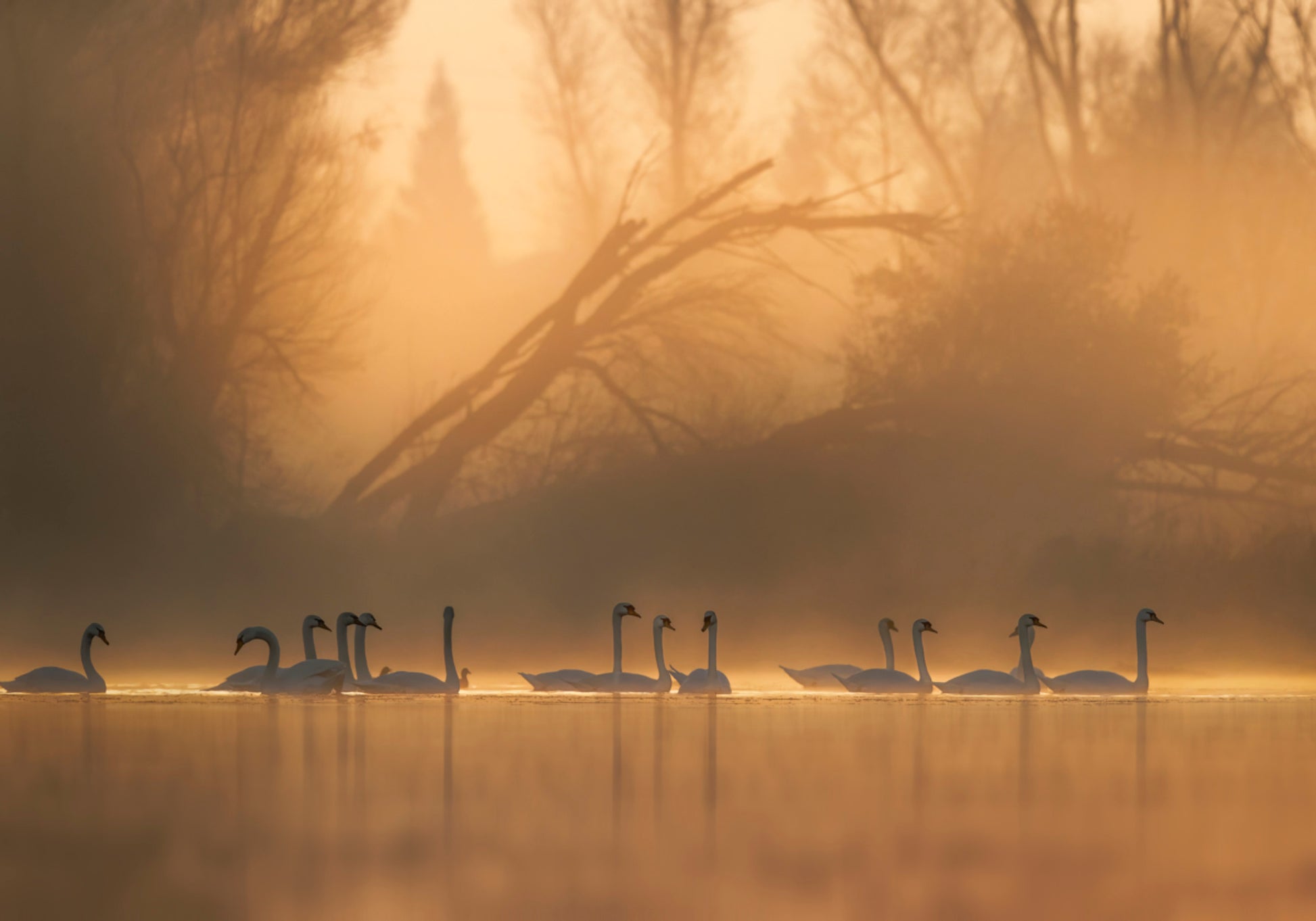 Swans am Golden Mist