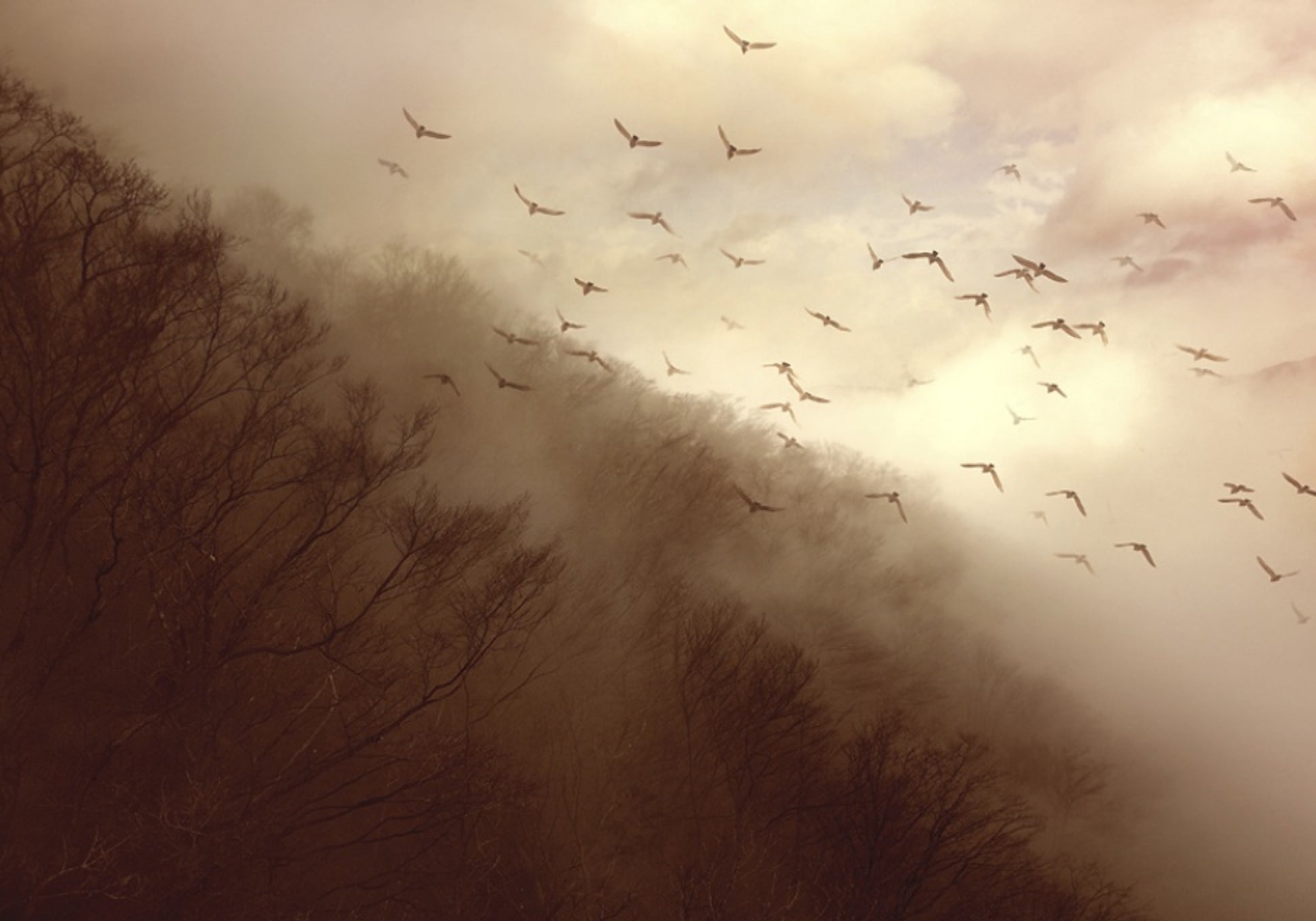 Birds In Golden Mist