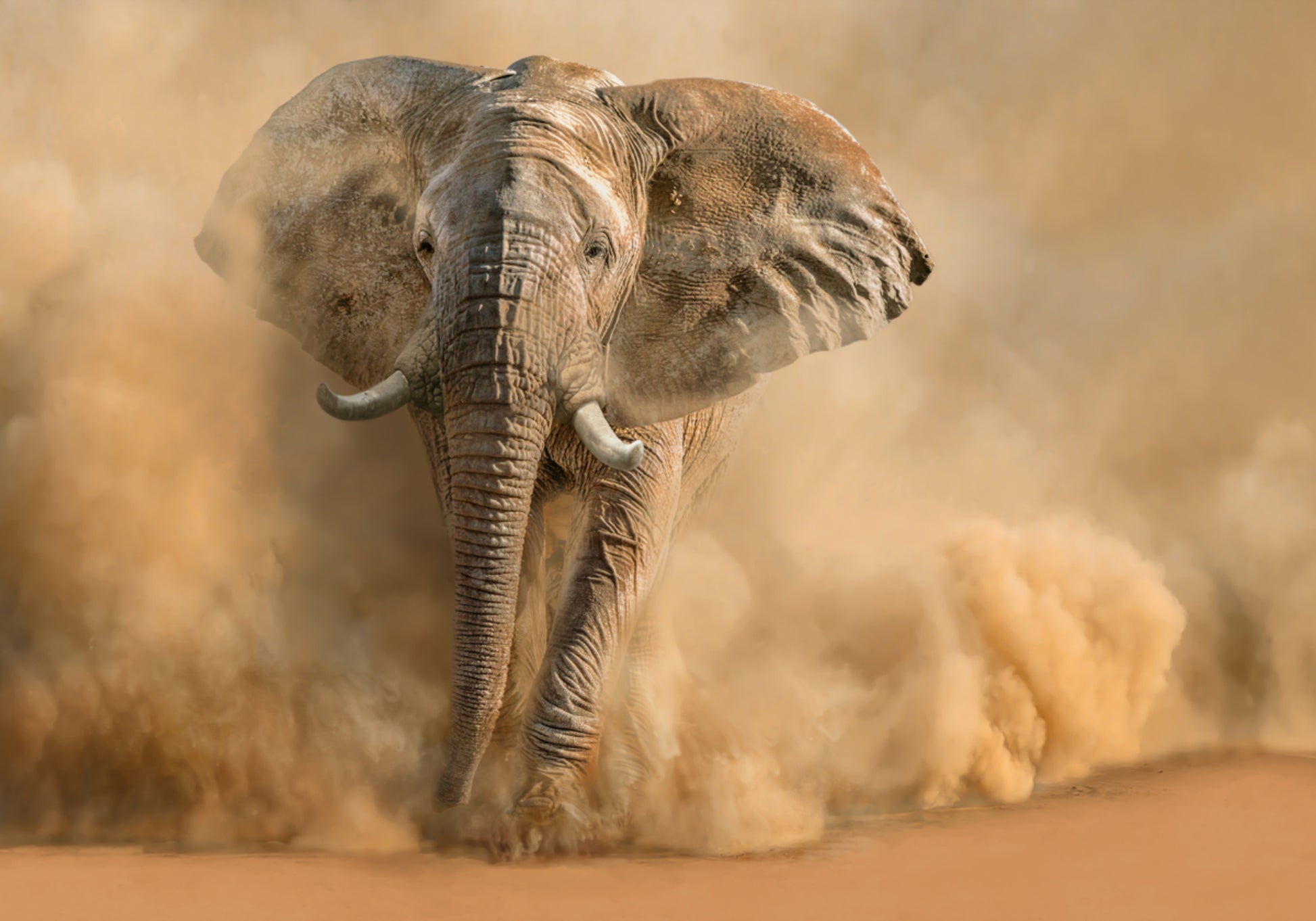 Majestätesch Elefant Stëbs Cloud