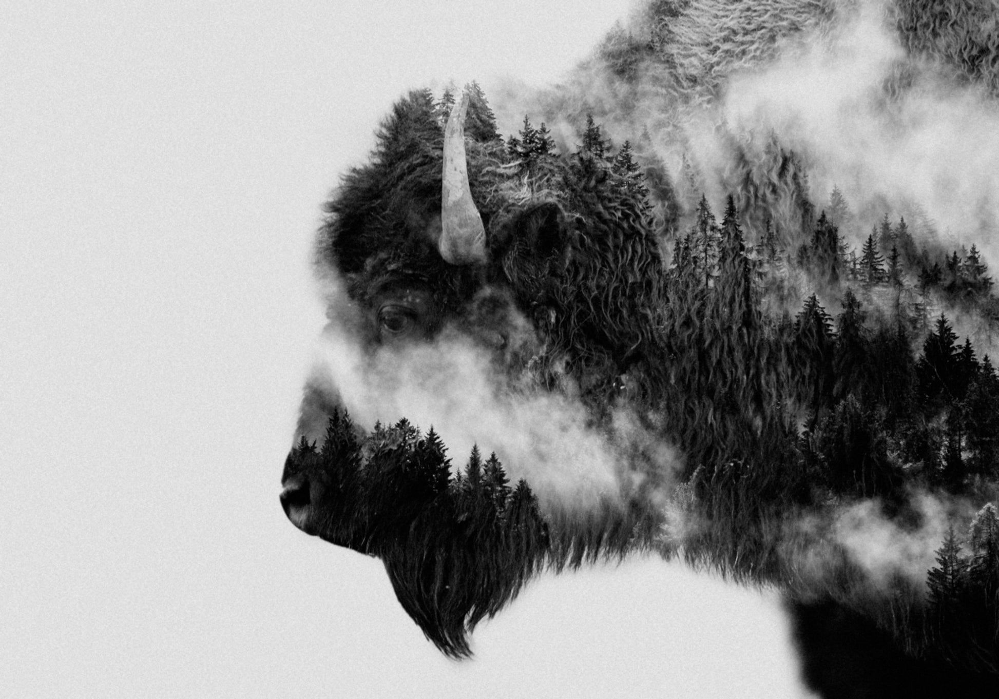 Forest Bison Geescht