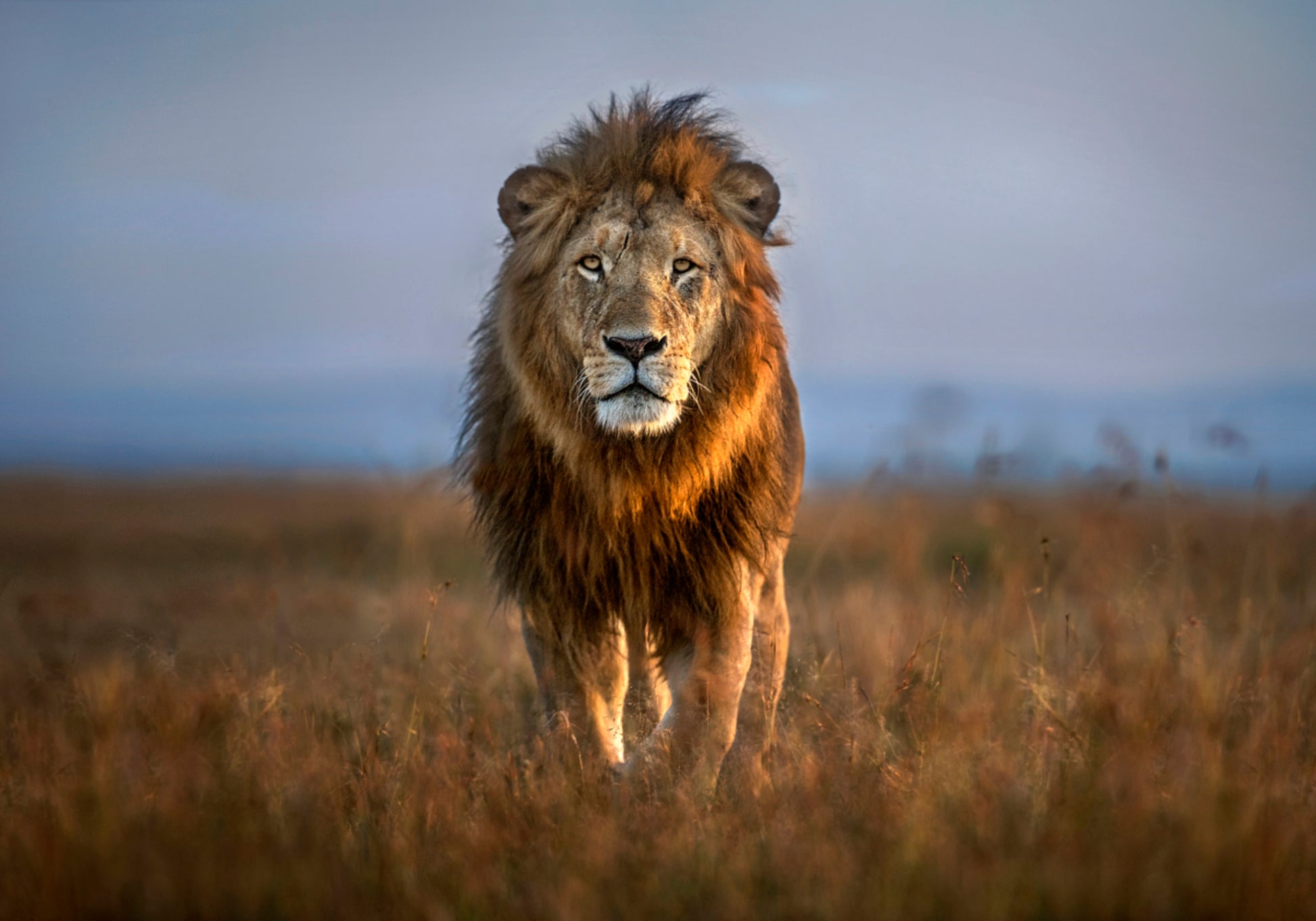 Majestic African Lion
