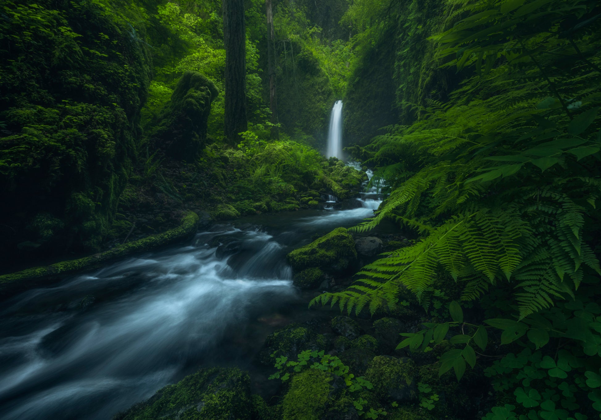 Flowing Forest Falls