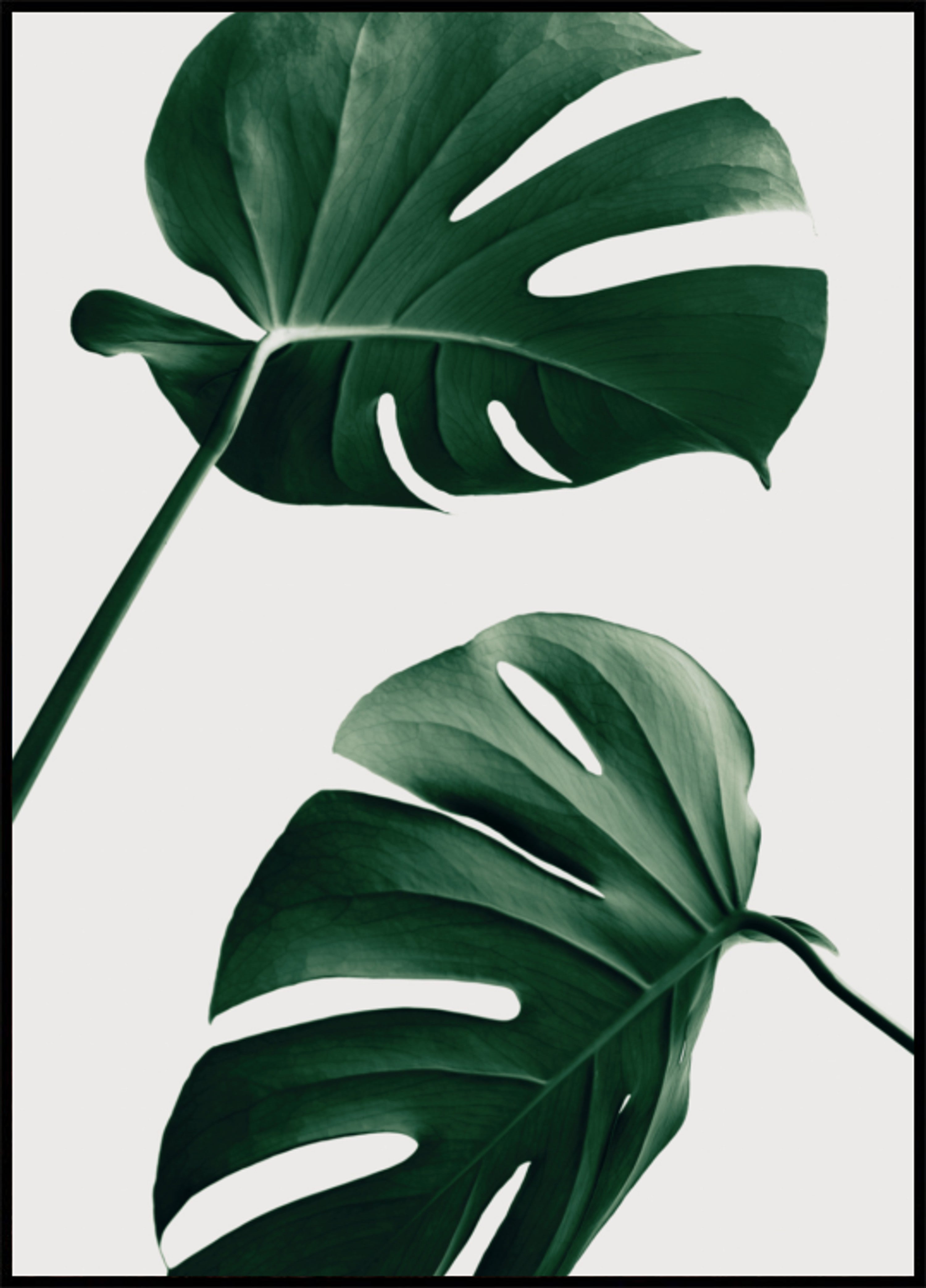 Trópusi Monstera levelek