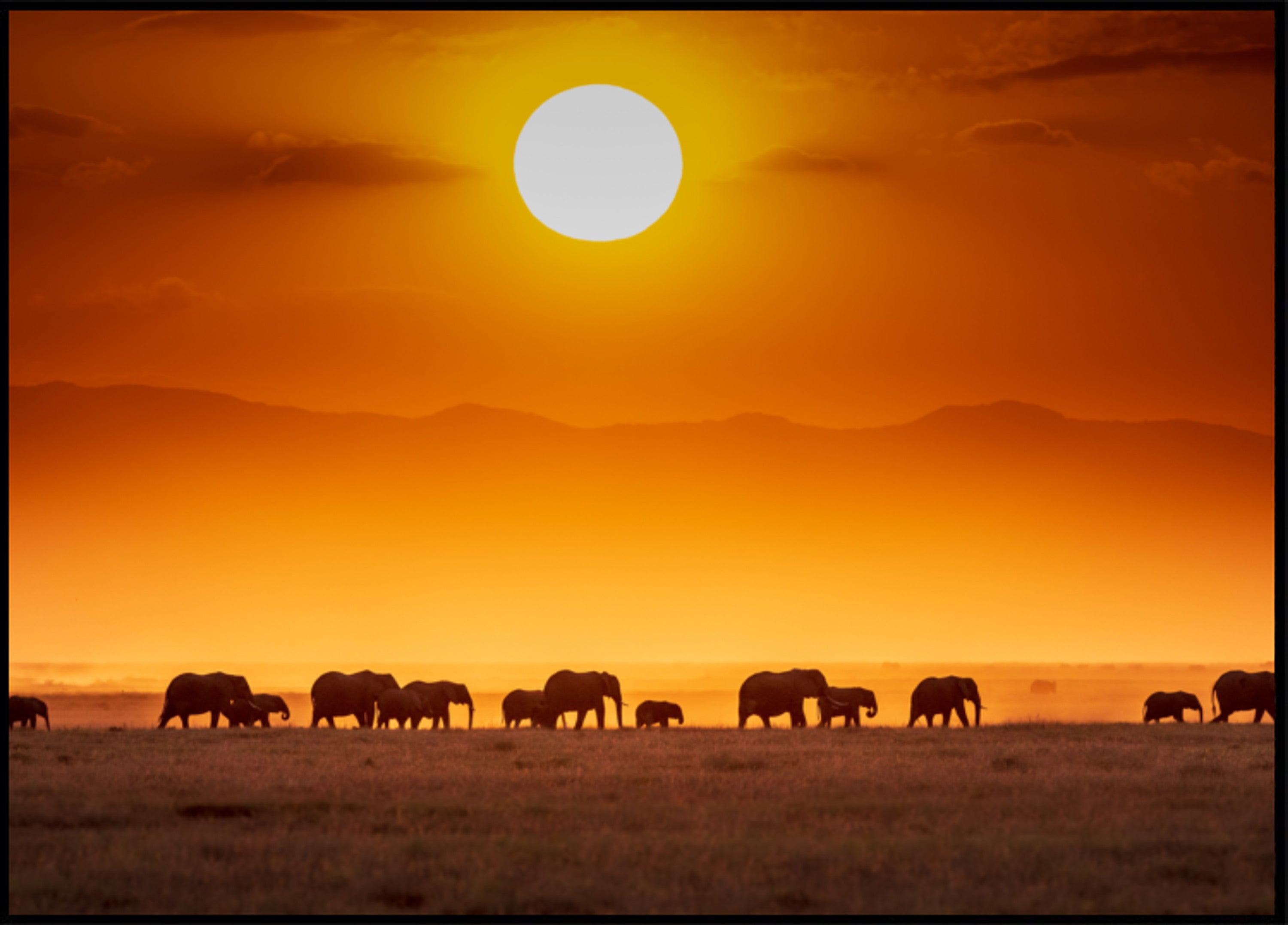 Afrikanesch Sonnenënnergang Elefanten