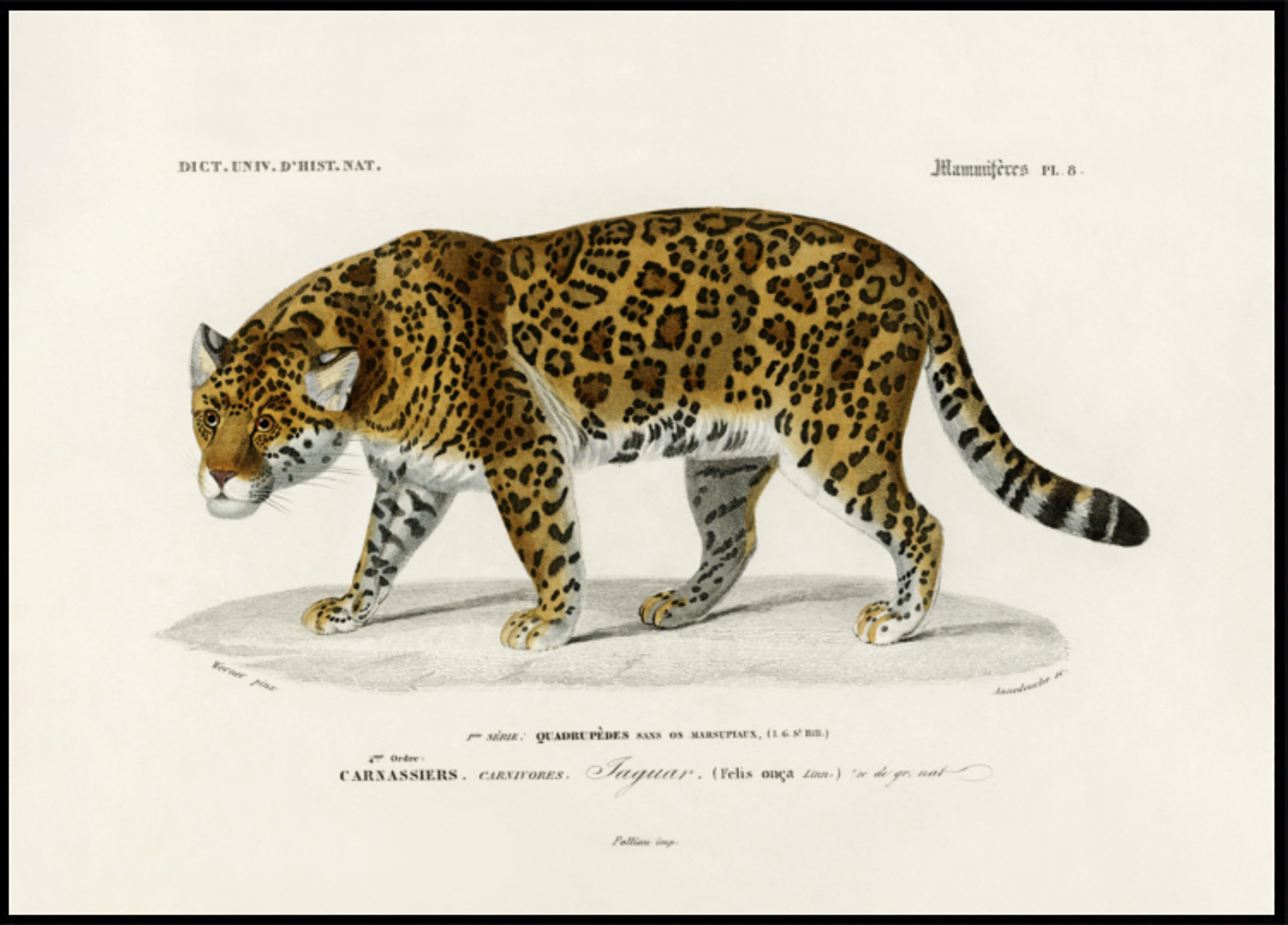 Jaguaras (Panthera Onca)
