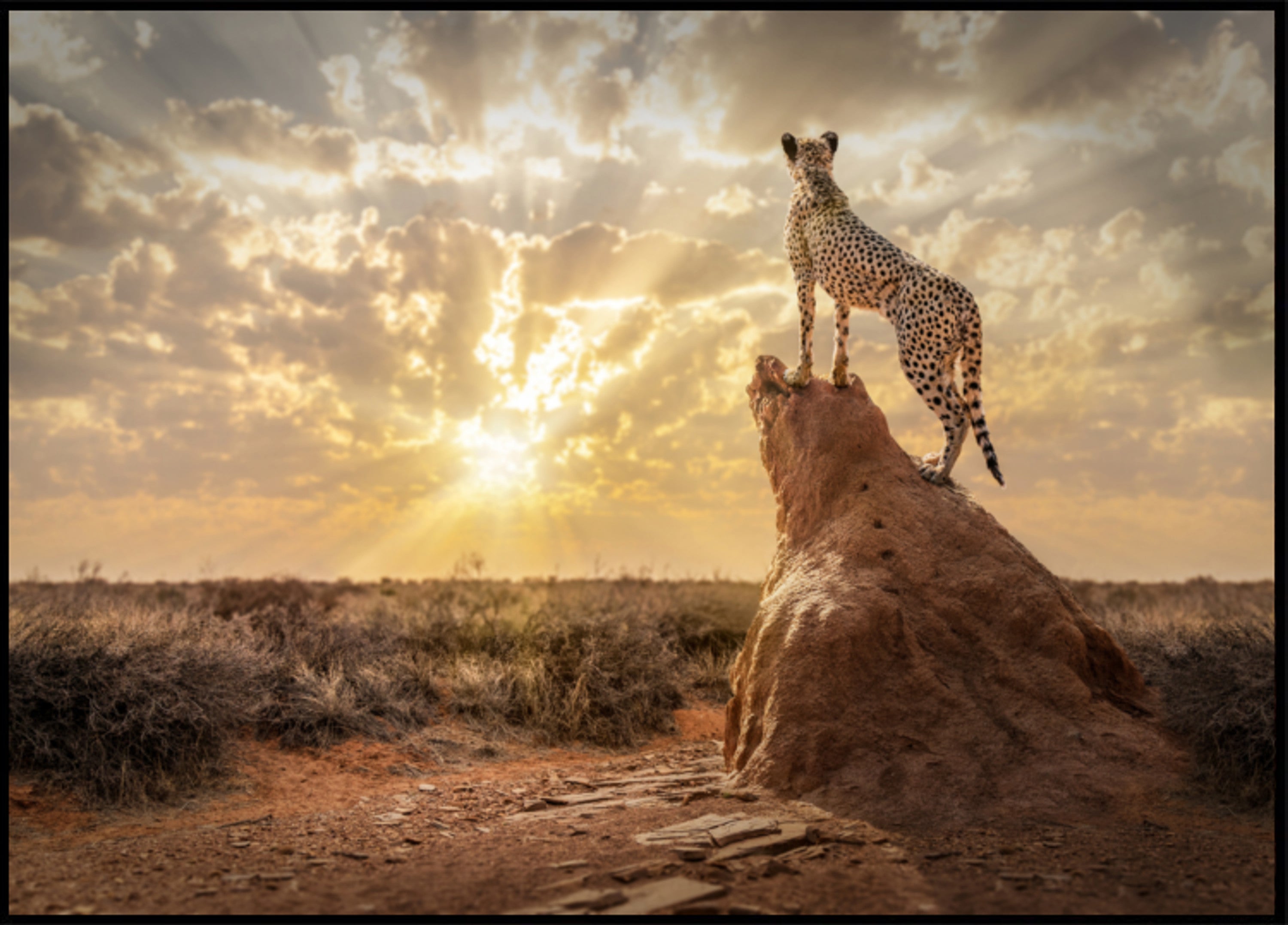 Gepard bei Sonnenënnergang