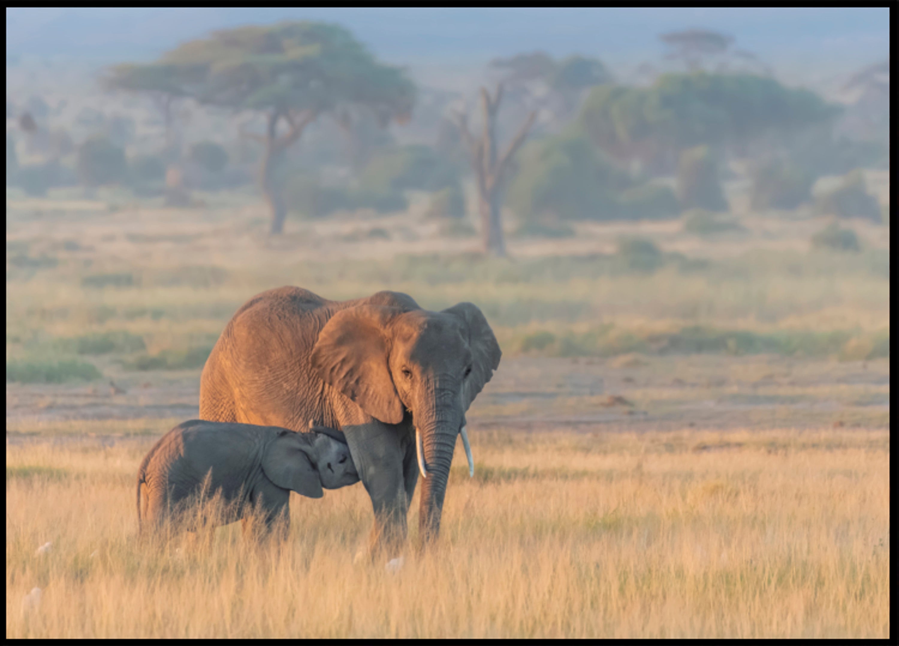 Aafrika elevandi emavasikas