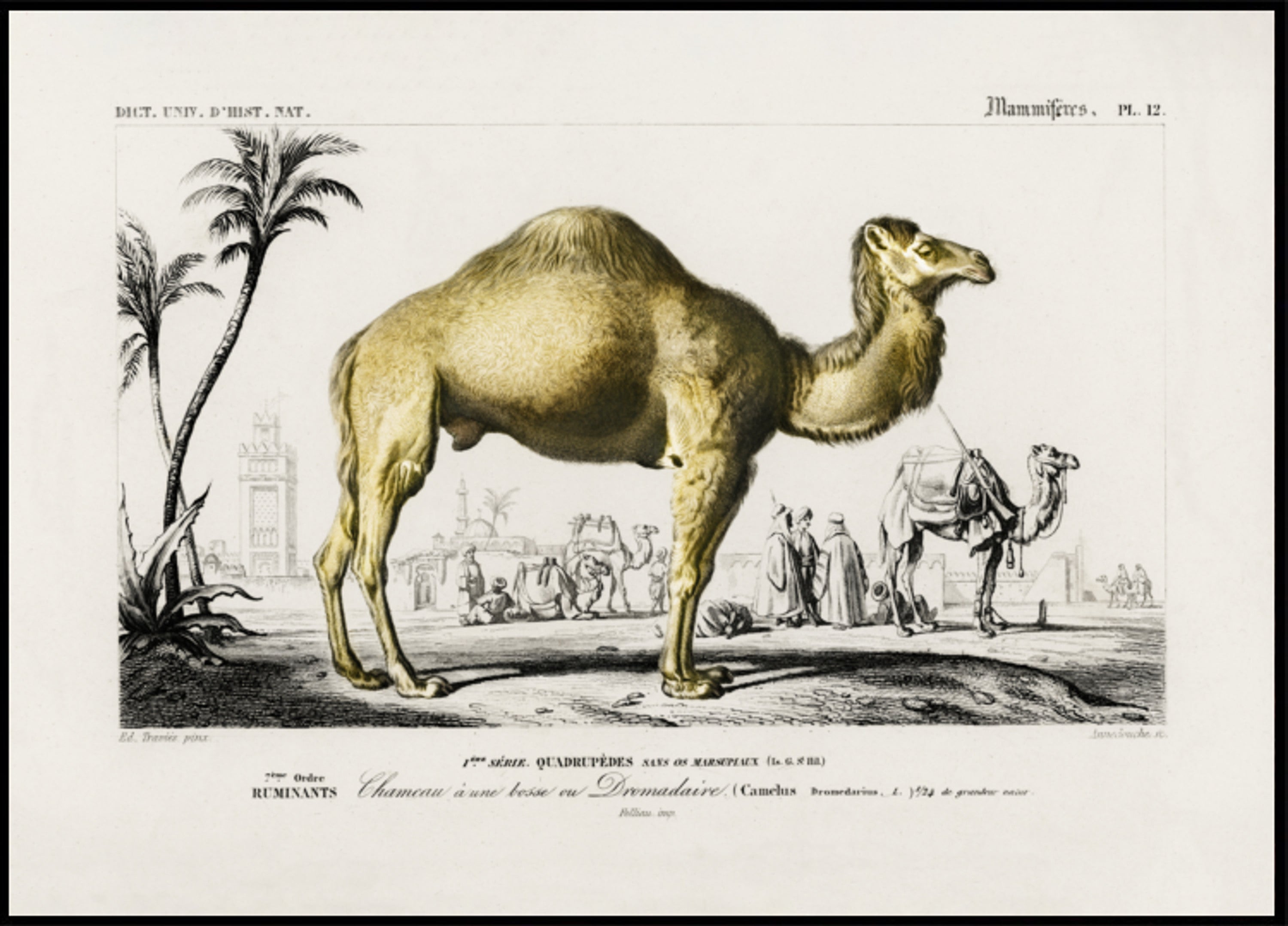 camel