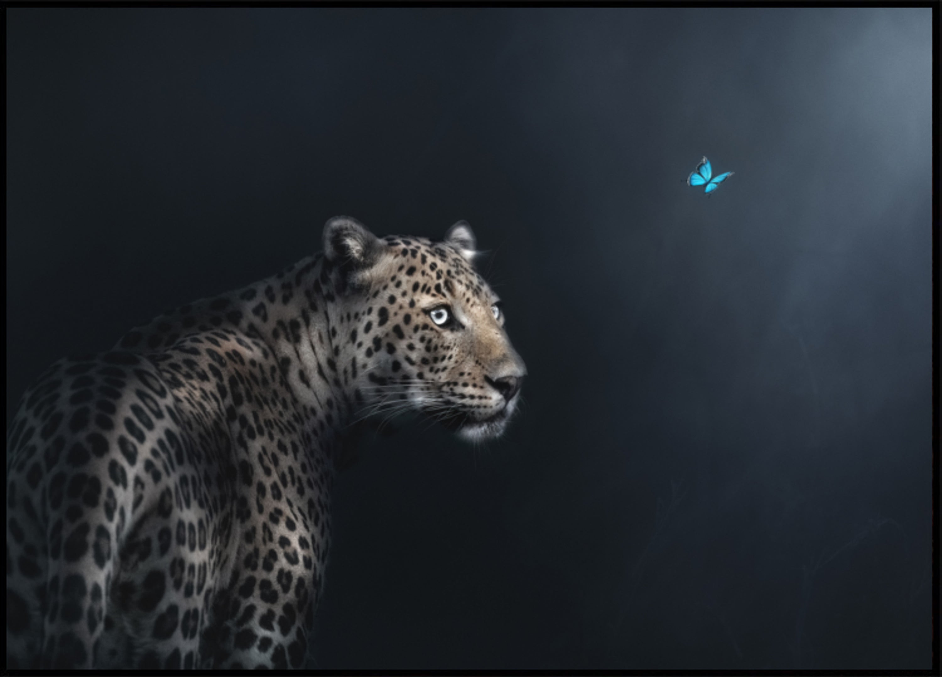 Leopard Schmetterling Gaze