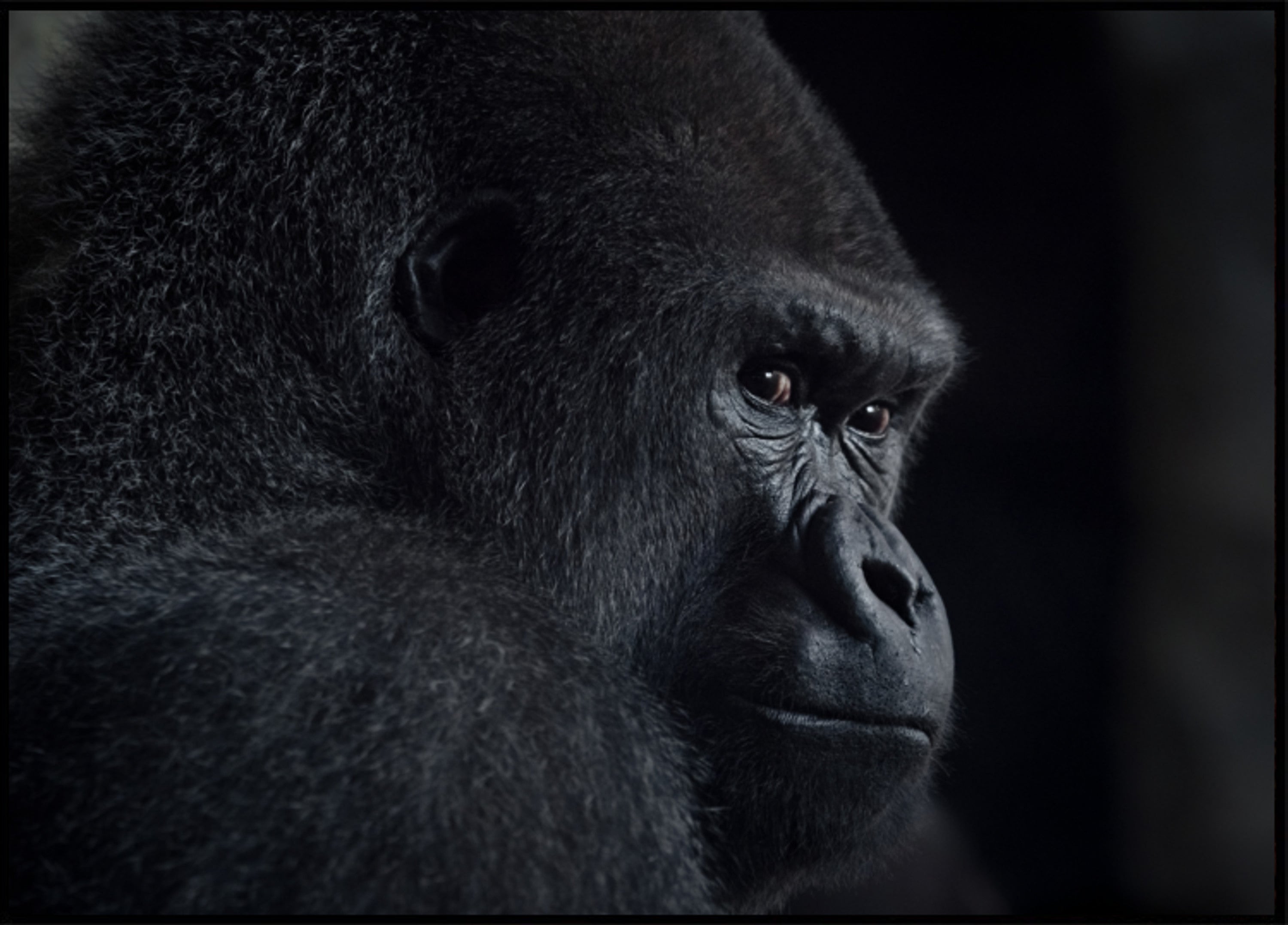 Mõtlik gorillaprofiil