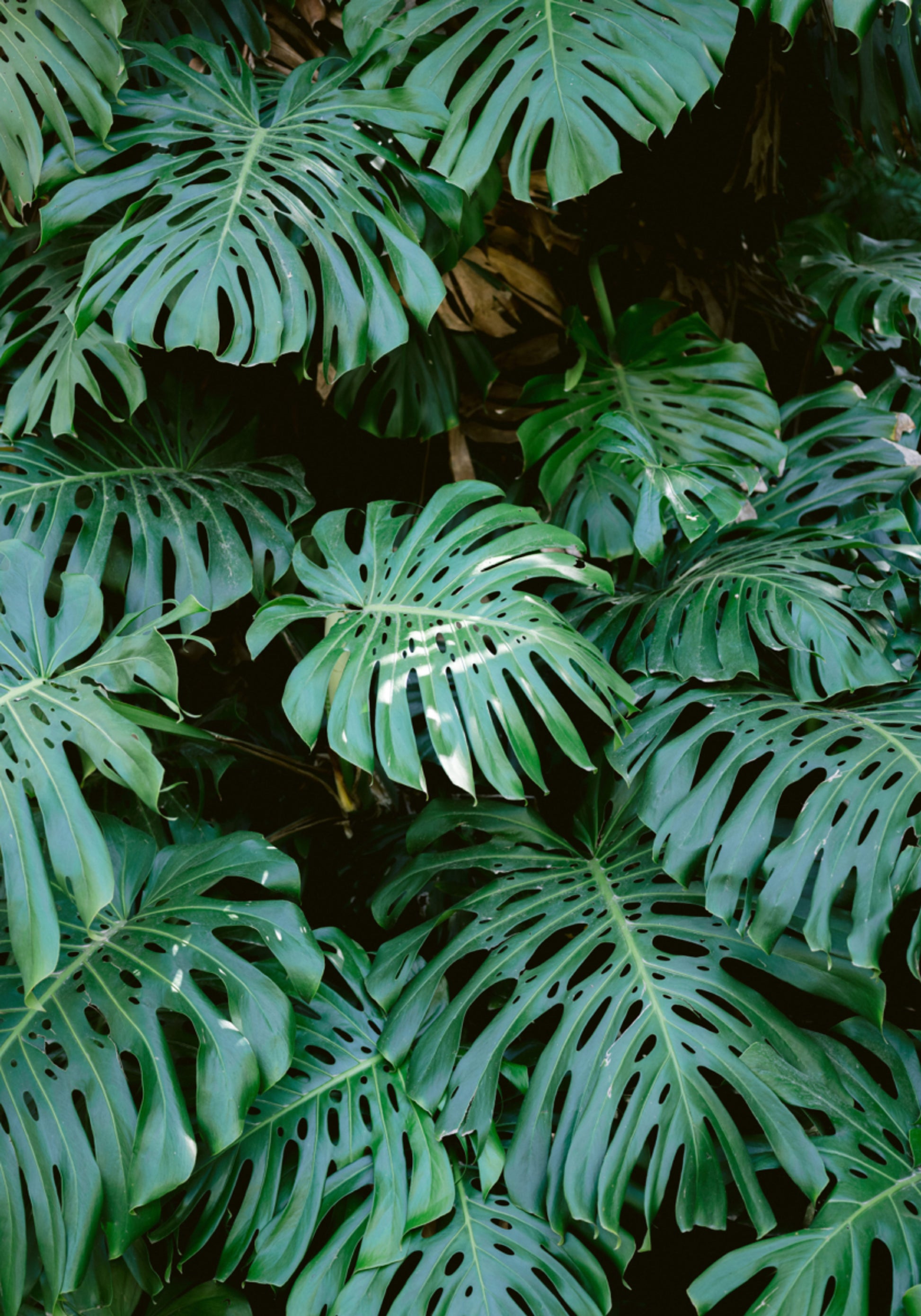 Monstera siena Lisabonā