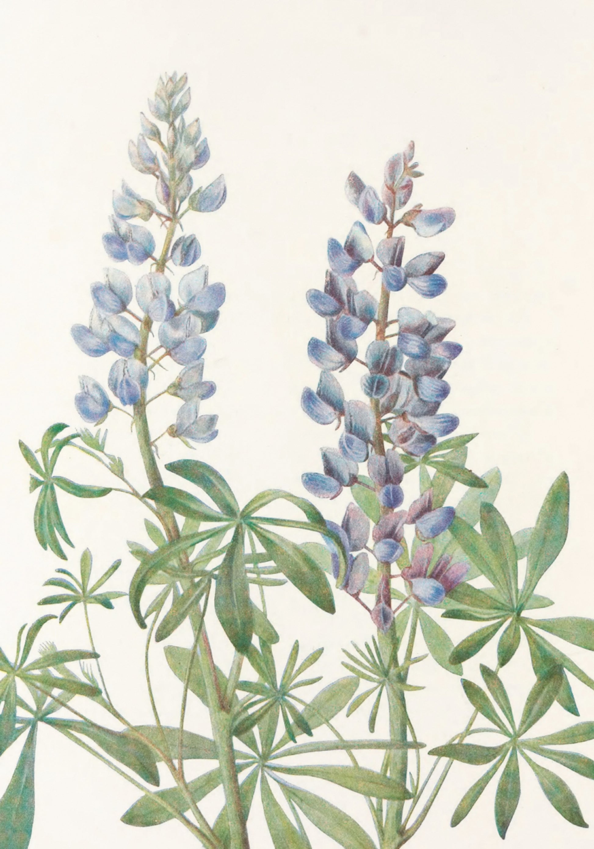 Sundial Lupine From North American Wildflowers (1925) By Mary Vaux Walcott