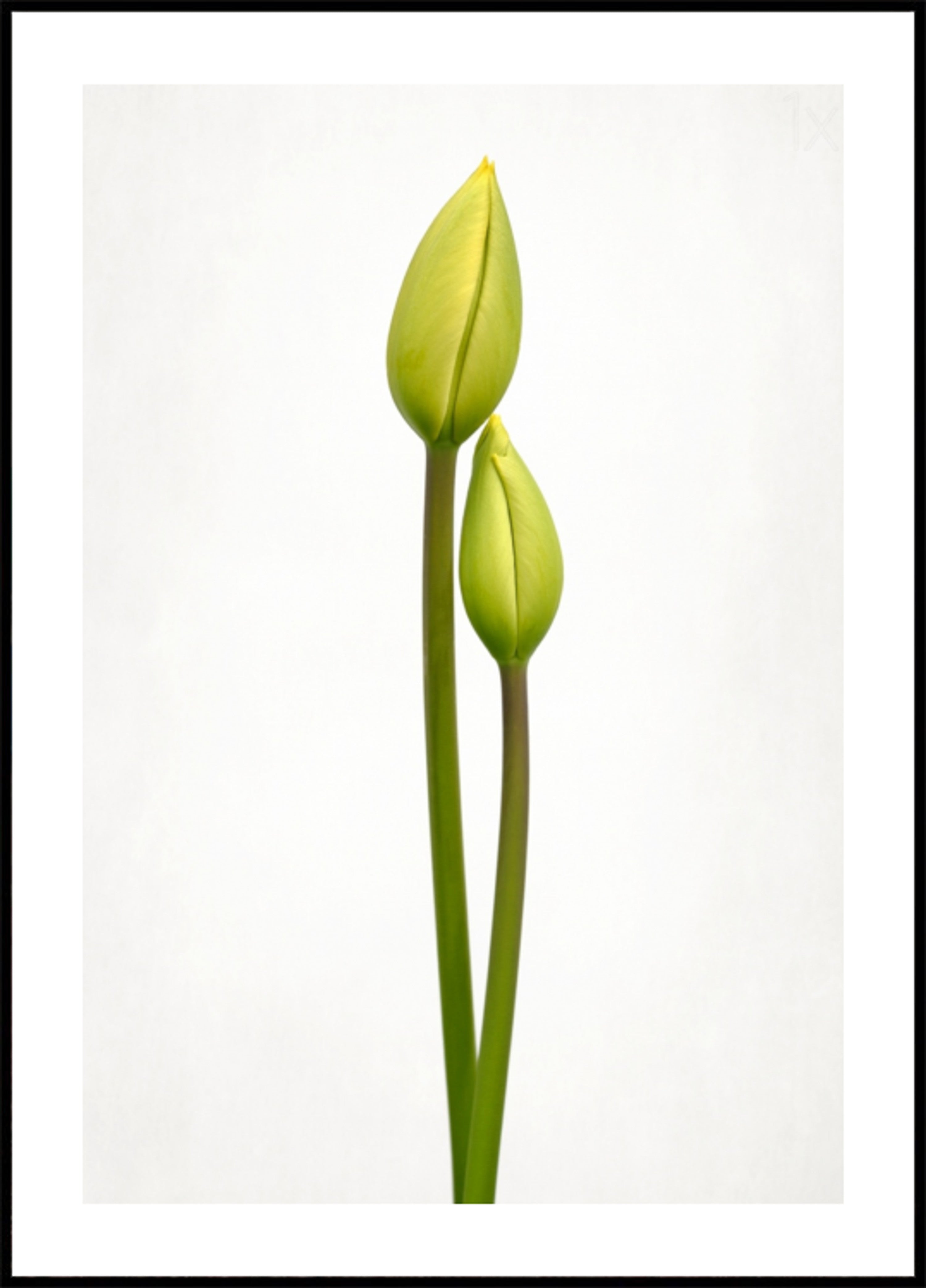 Gréng Tulpen Knospe