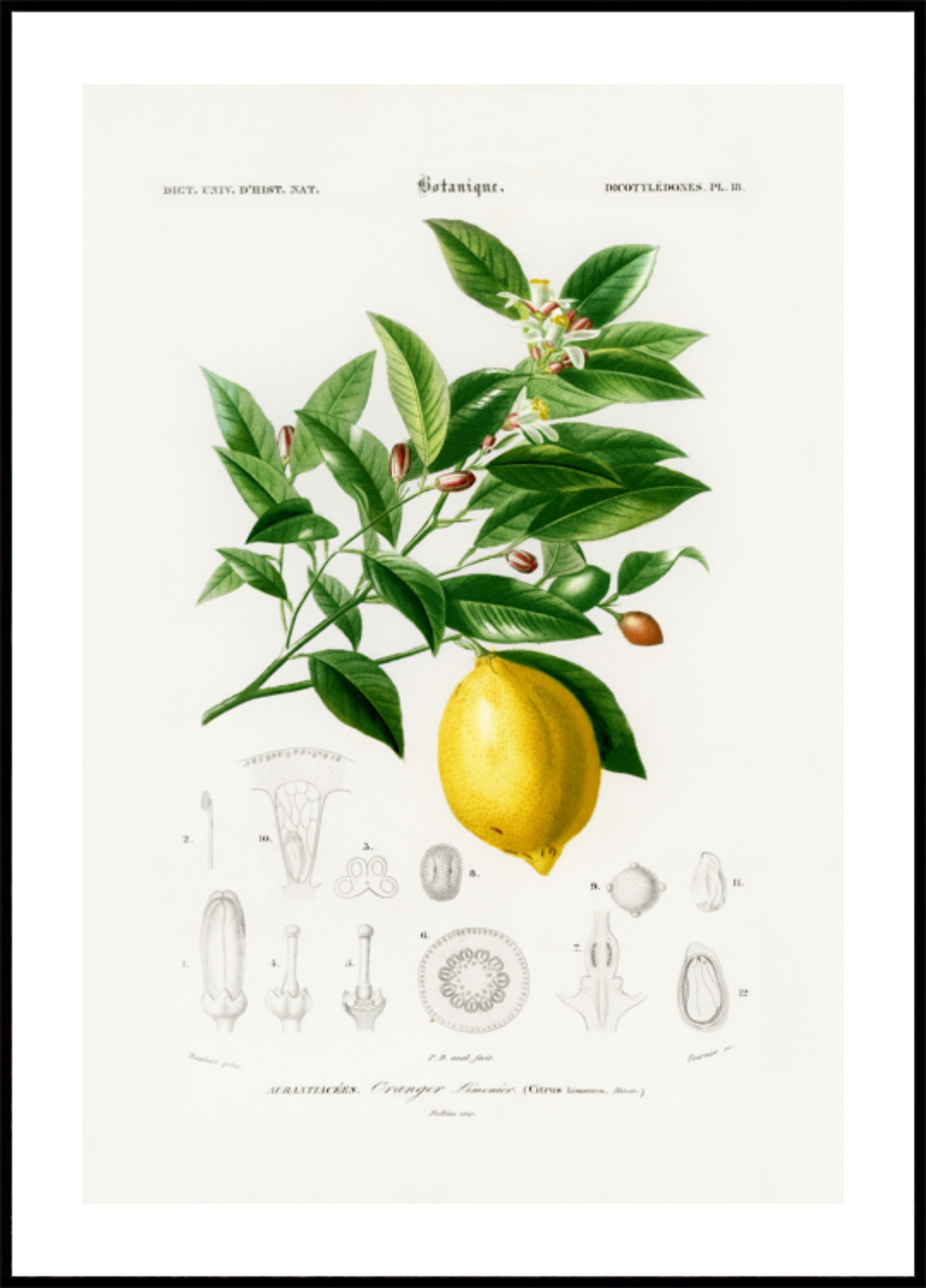Citrina (citrusinis limonium)