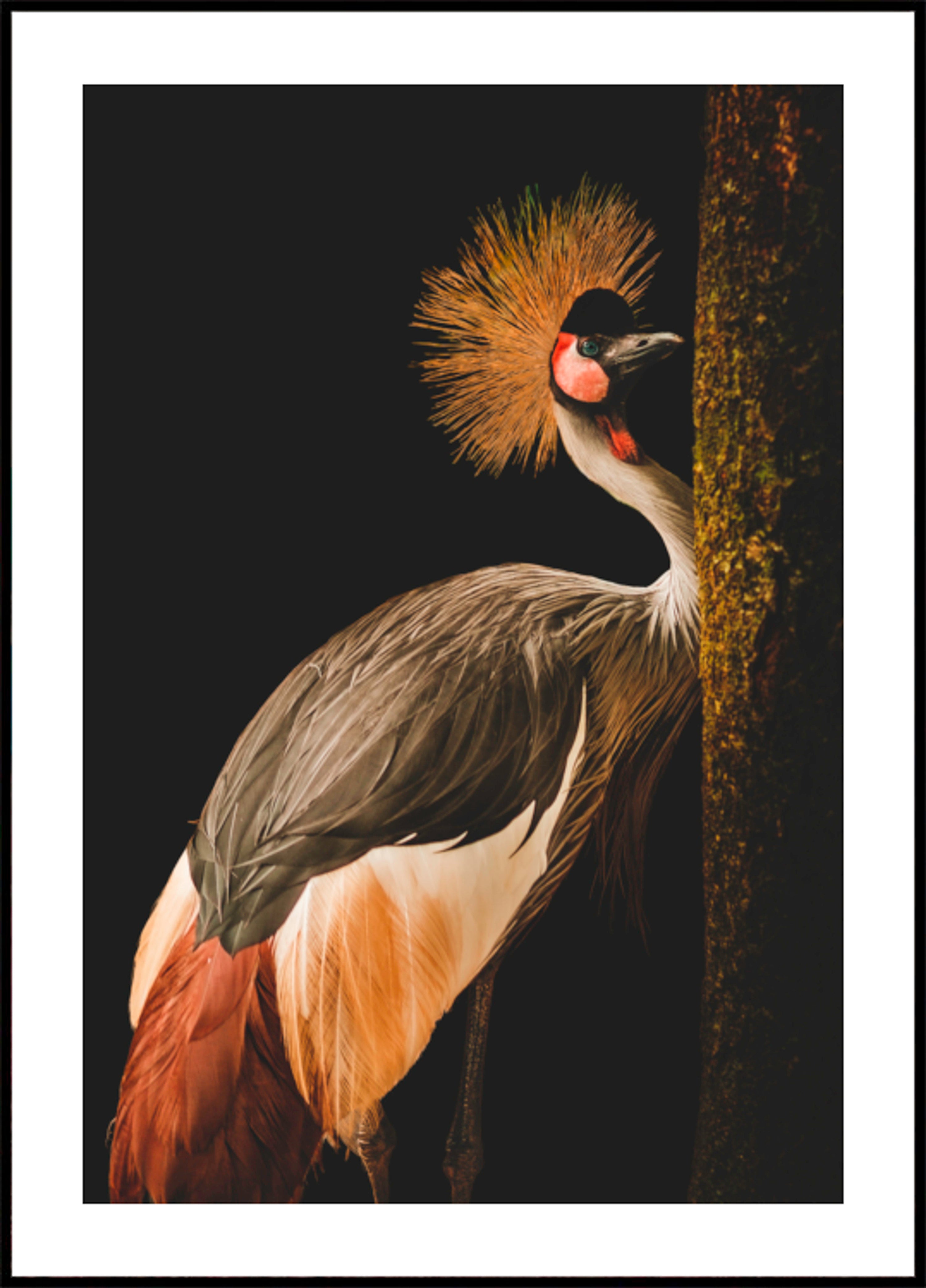 Regal gekréint Crane