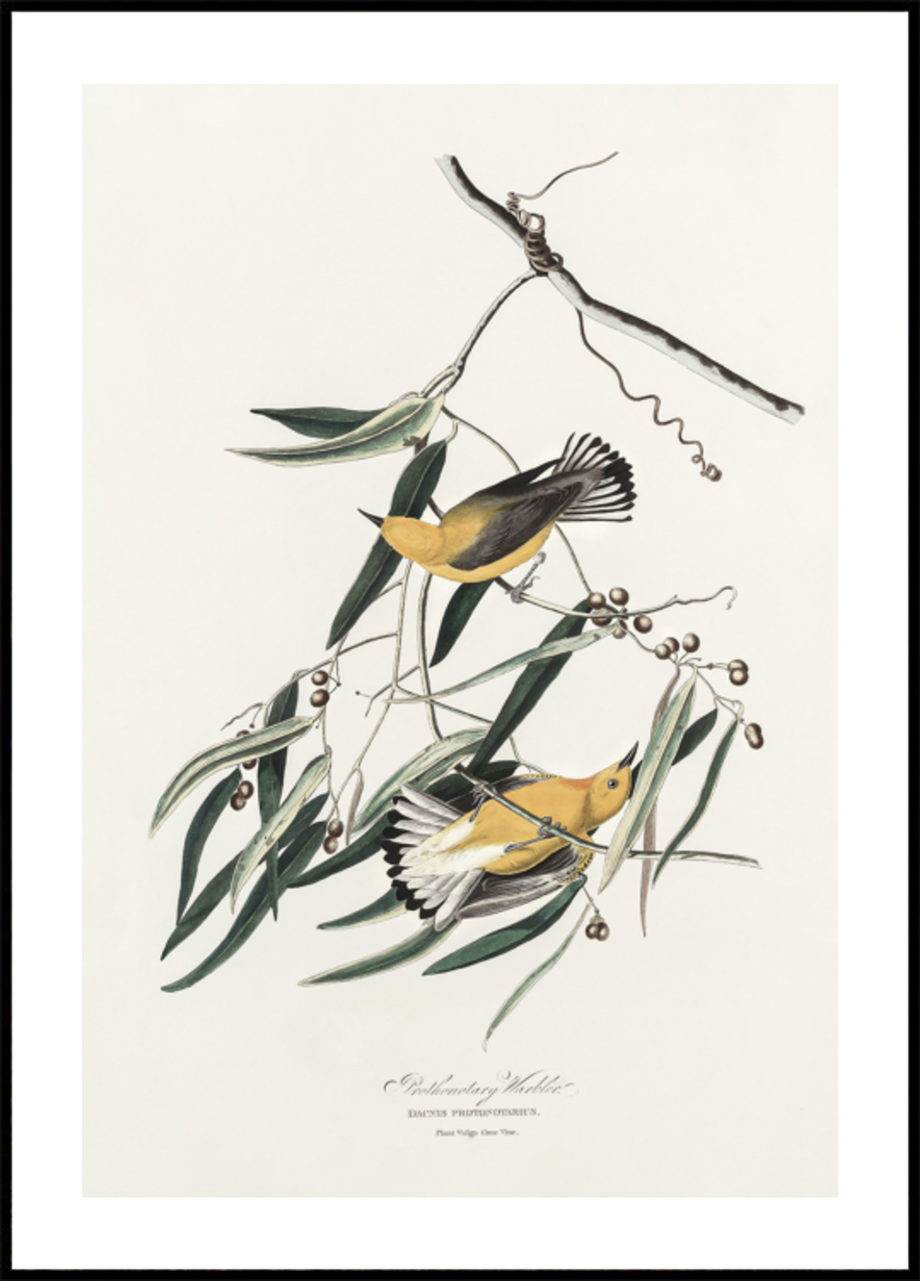 Prothonotary poszcsa a Birds of America-ból (1827)
