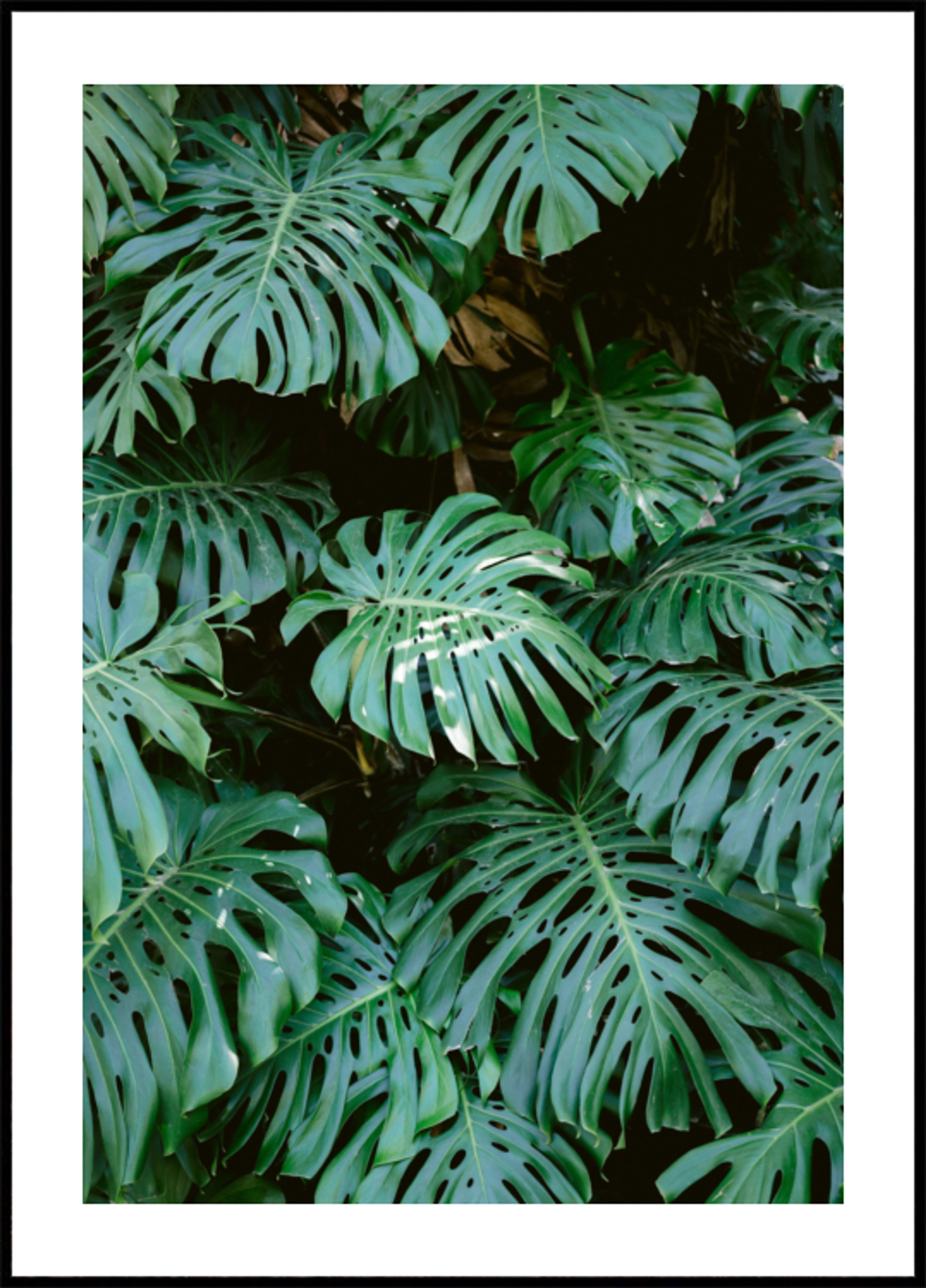 Monstera Mauer zu Lissabon