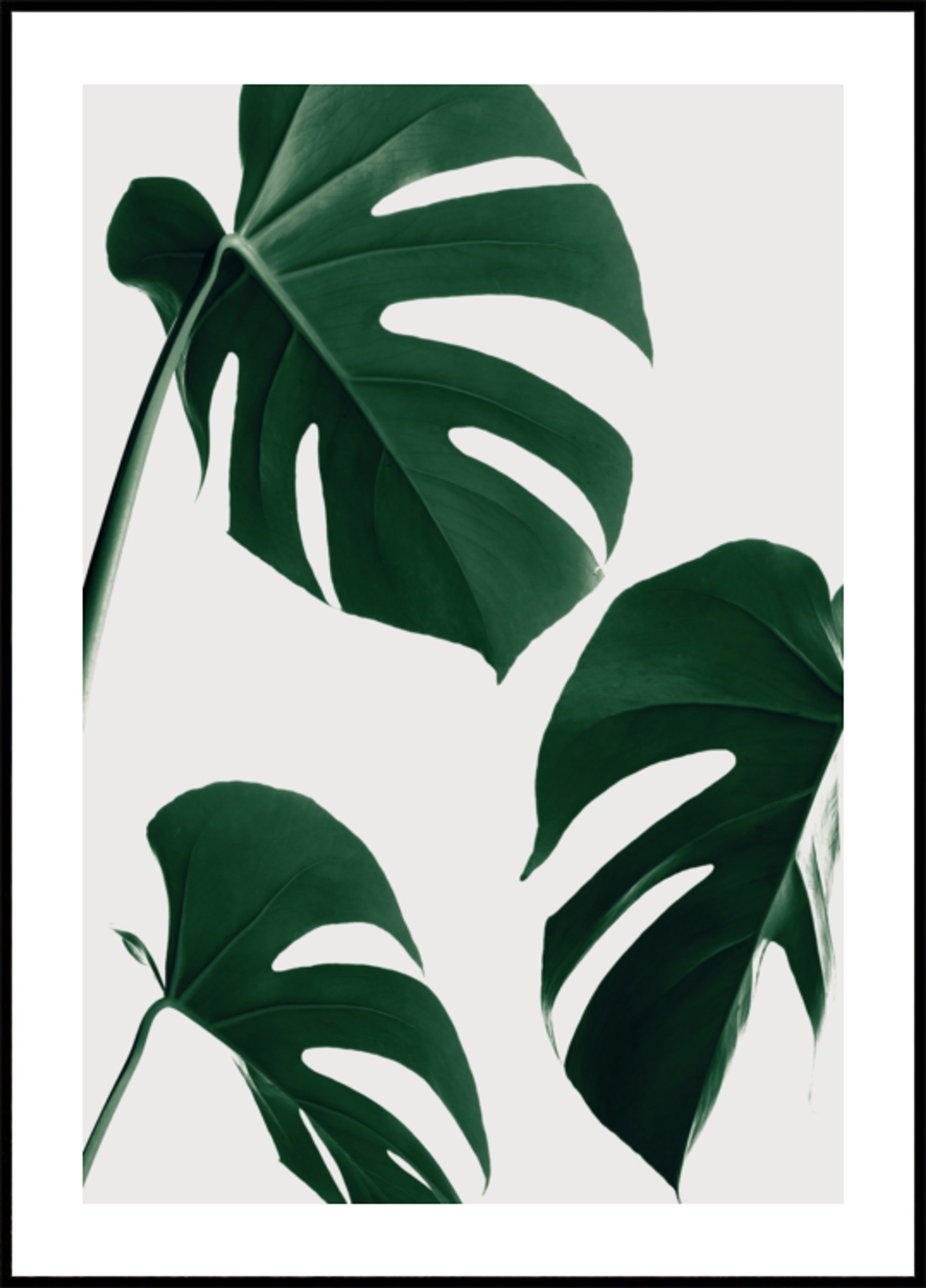 Frësch gréng Monstera Blieder