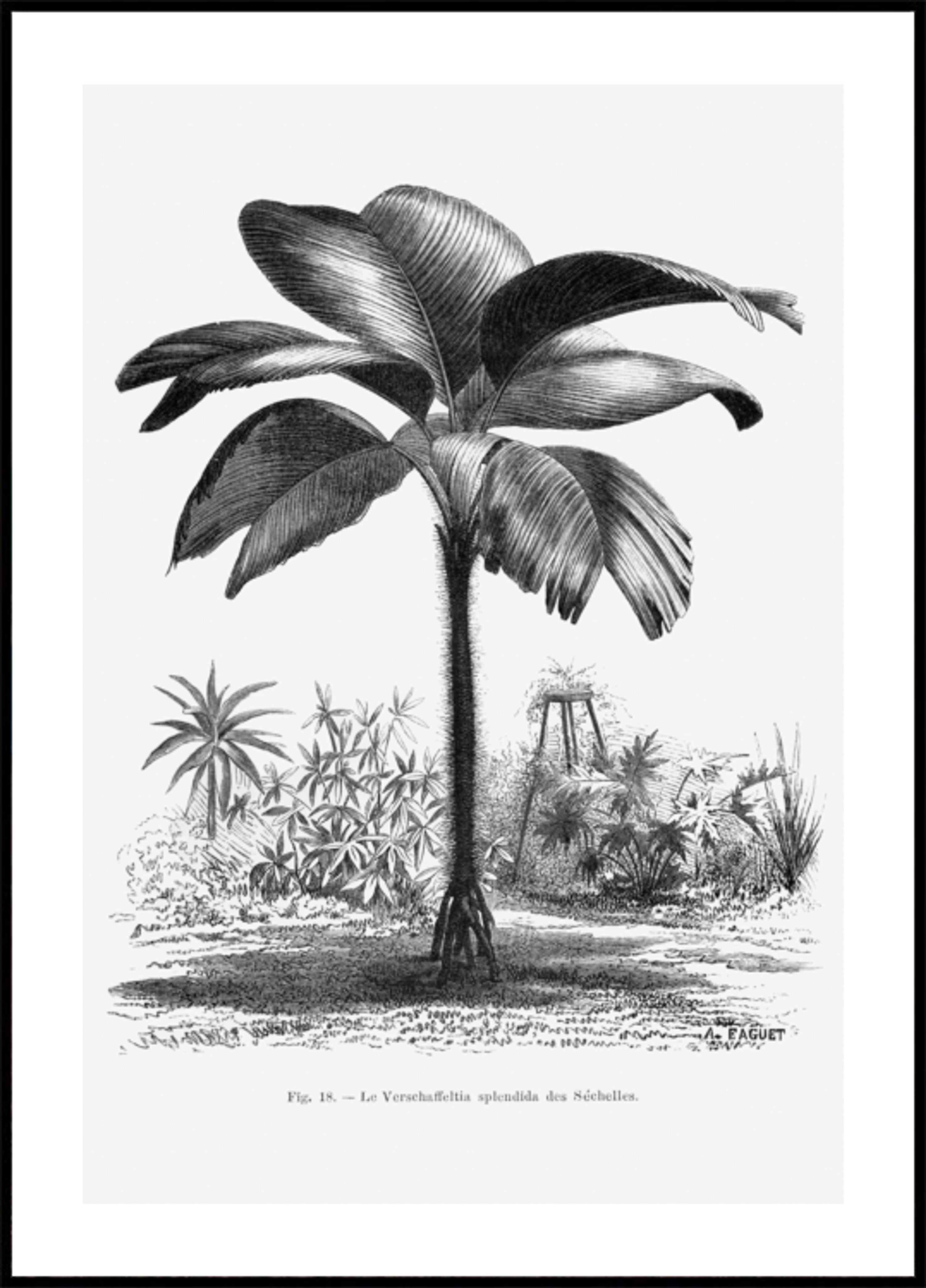 Senovinis palmės piešinys II
