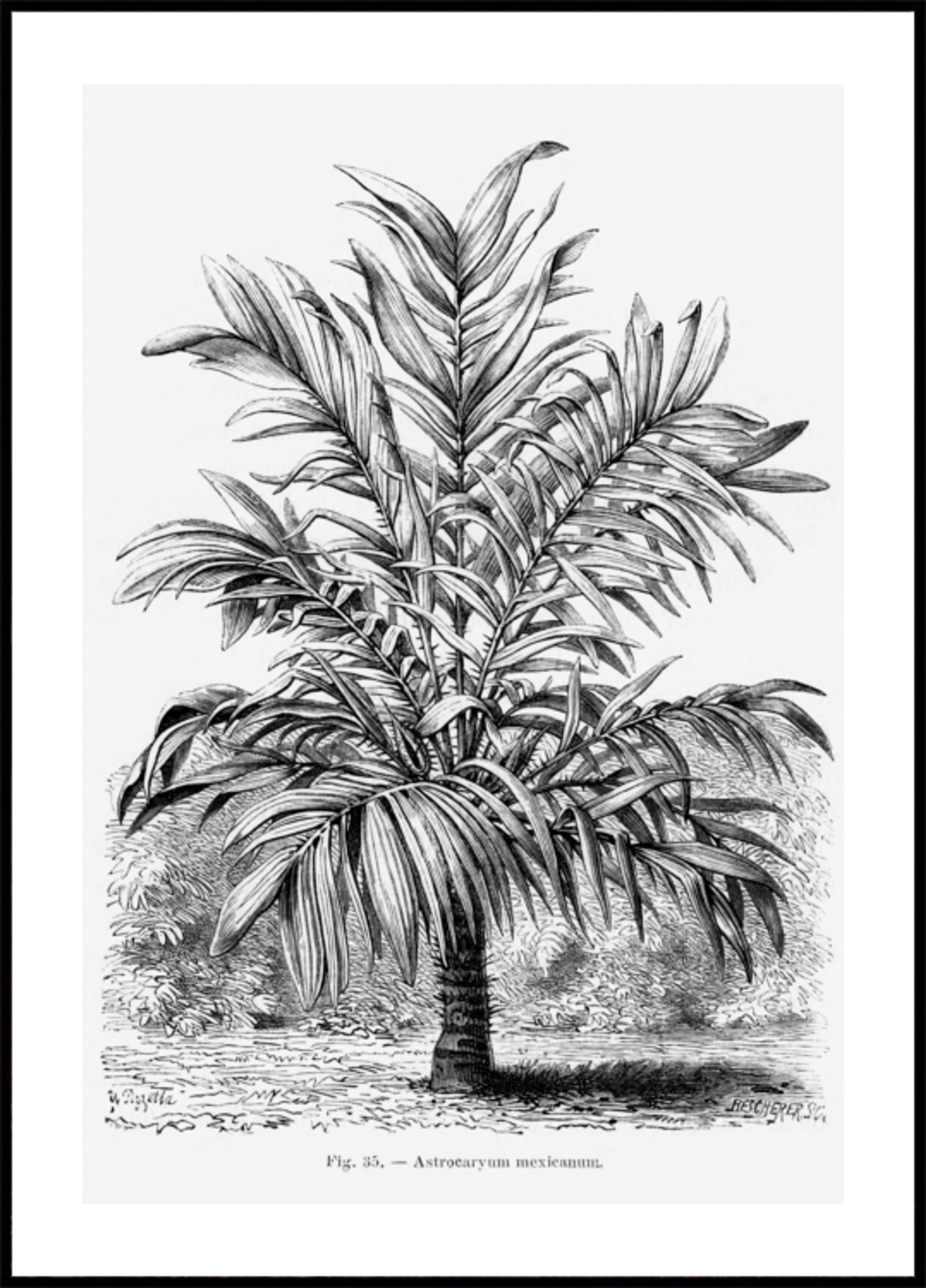 Senovinis palmės piešinys Ix