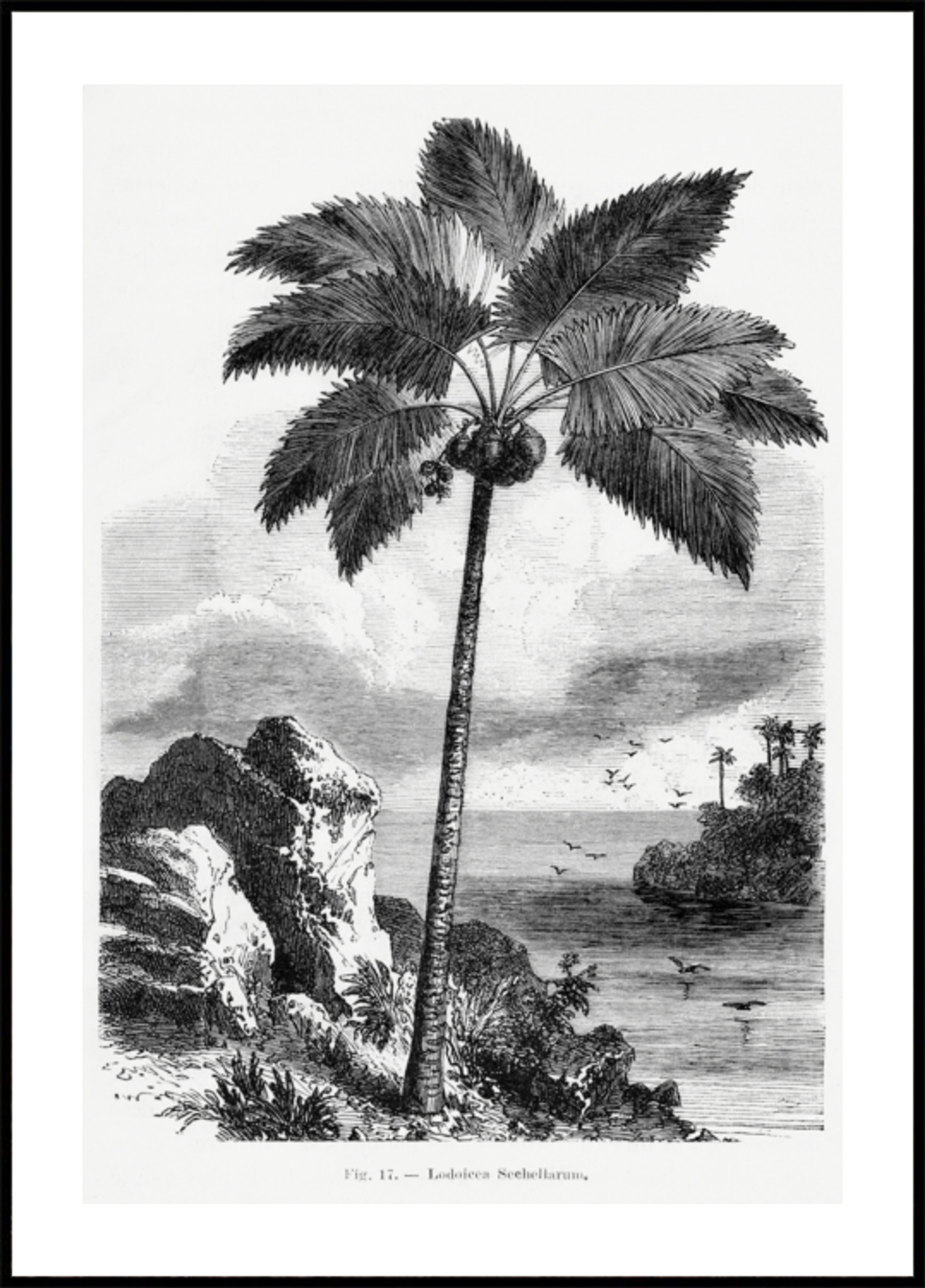 Senovinis palmės piešinys I