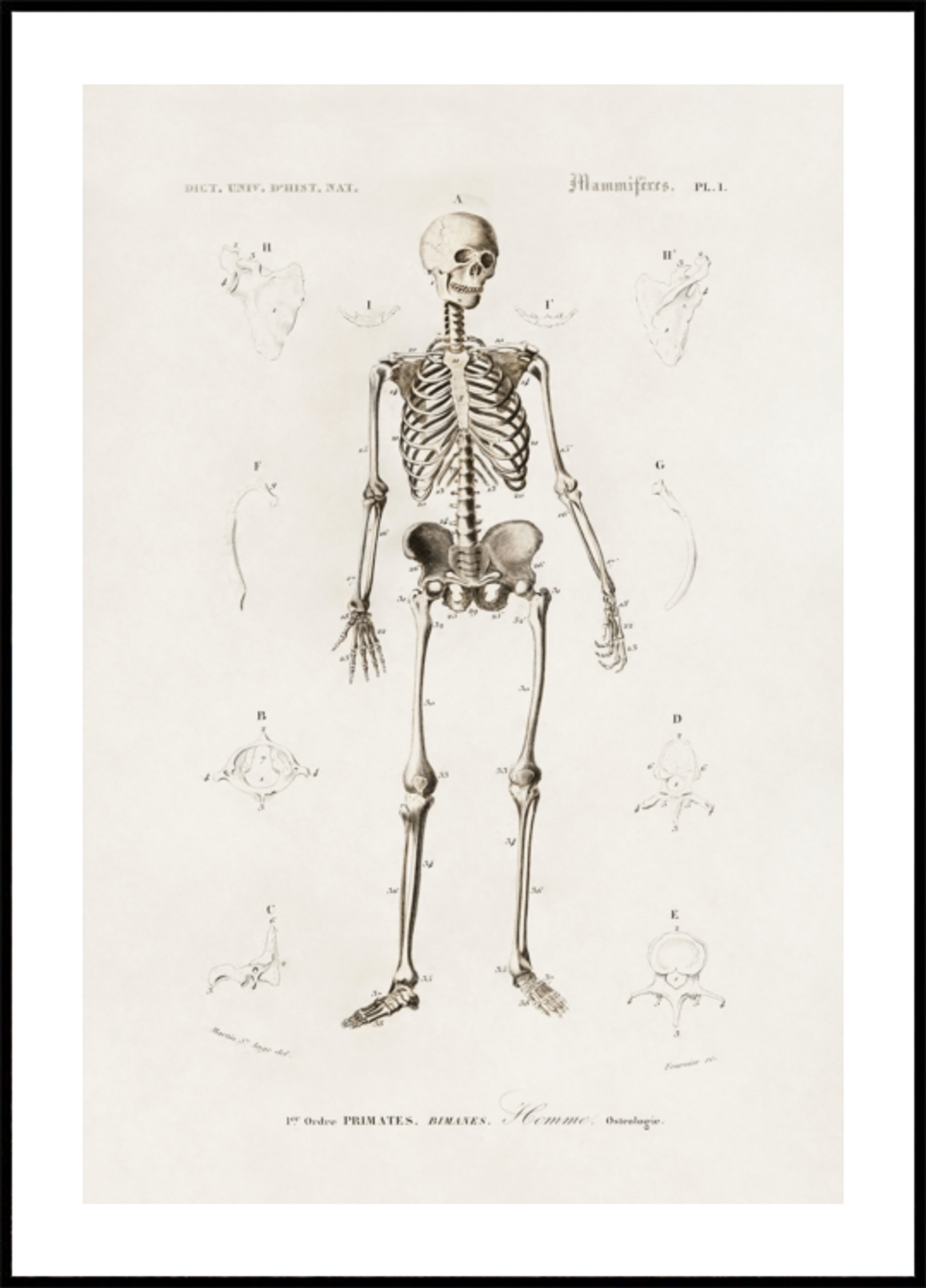 Žmogaus skeletas