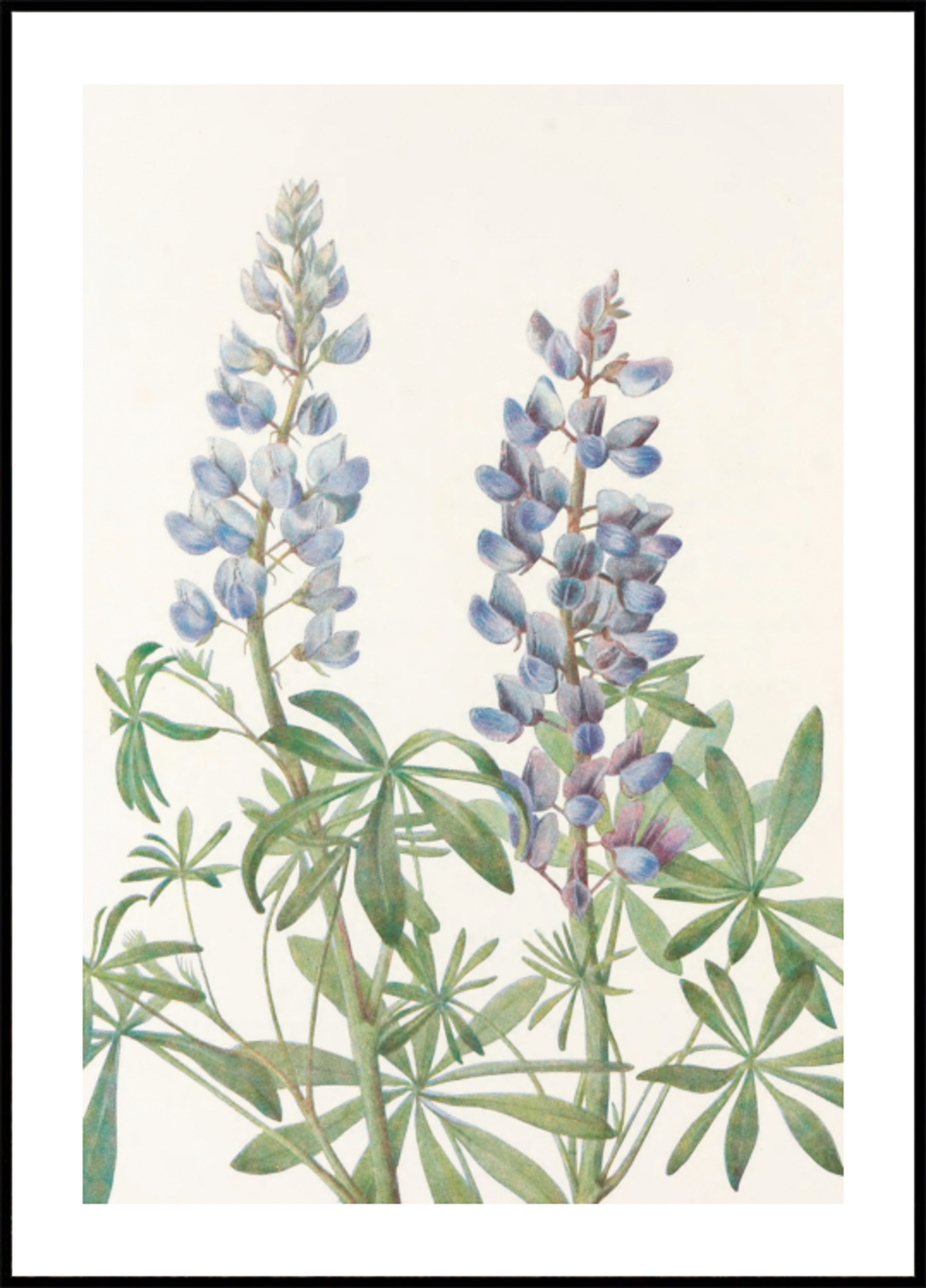 Sundial Lupine From North American Wildflowers (1925) vum Mary Vaux Walcott