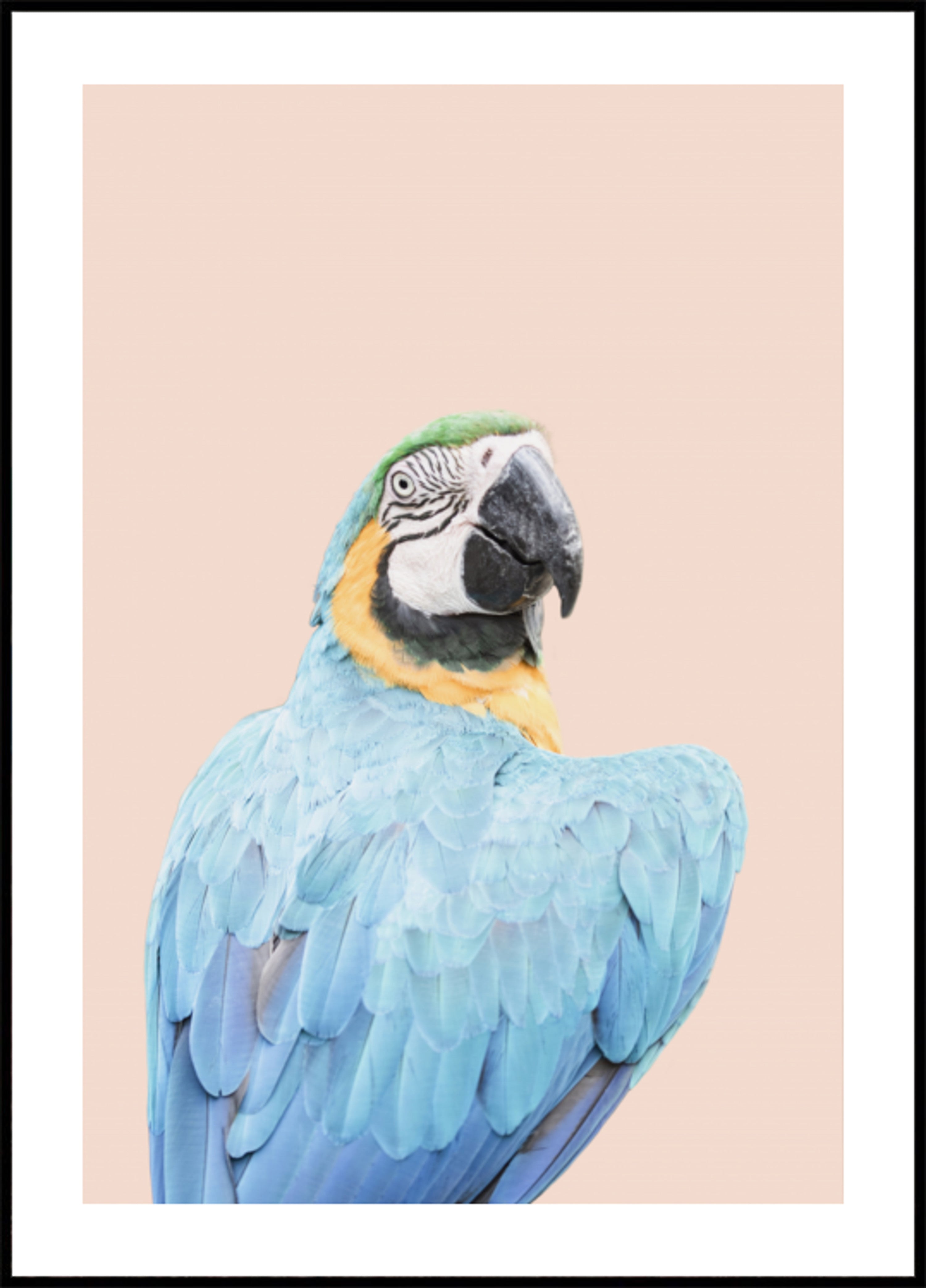 Blo Macaw