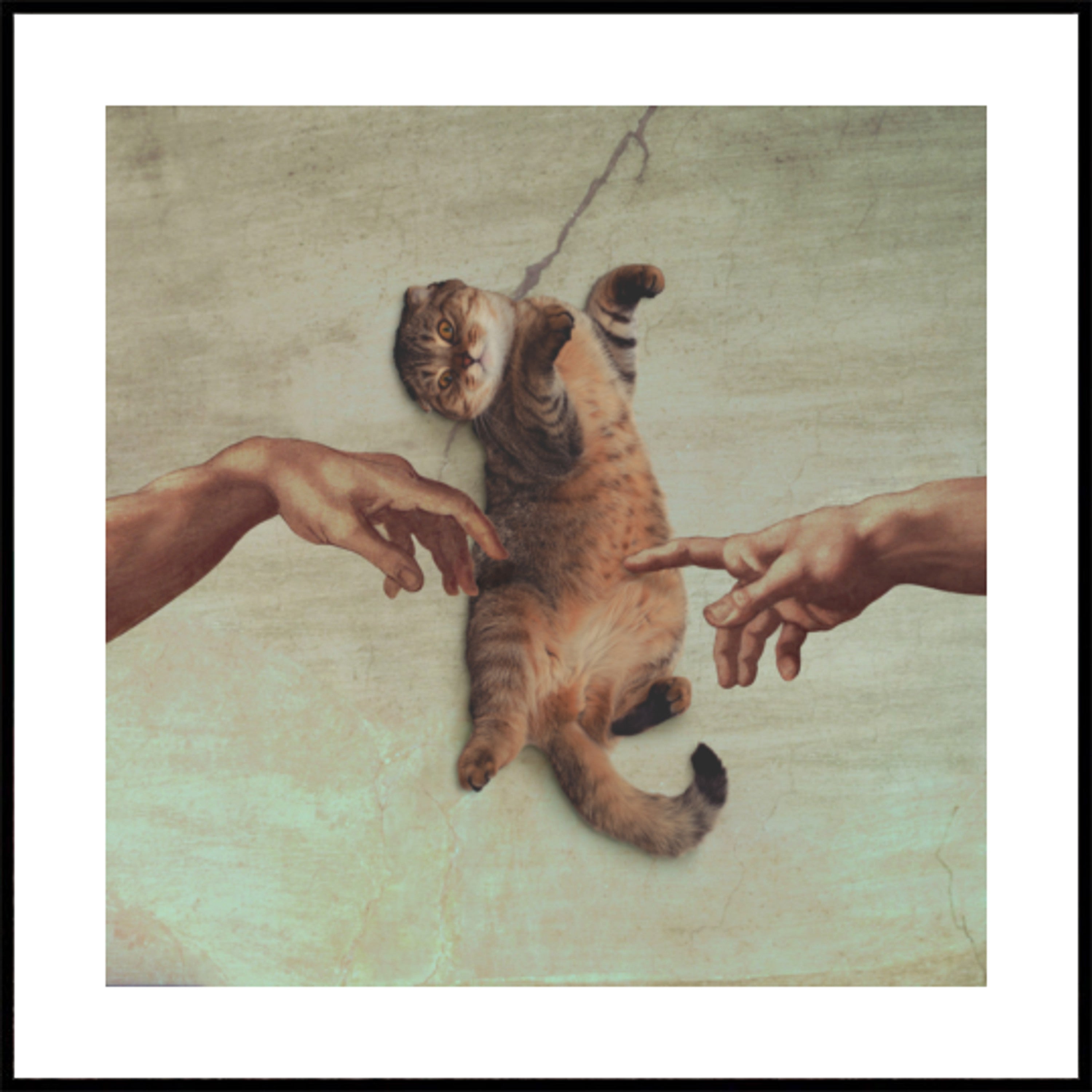 The Creation of Cat