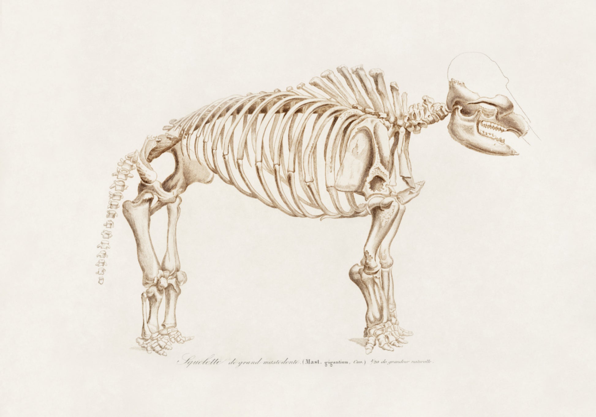 Mamutas