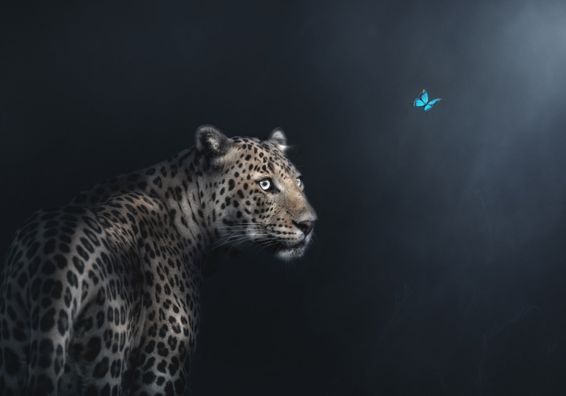 Leopardliblika marli