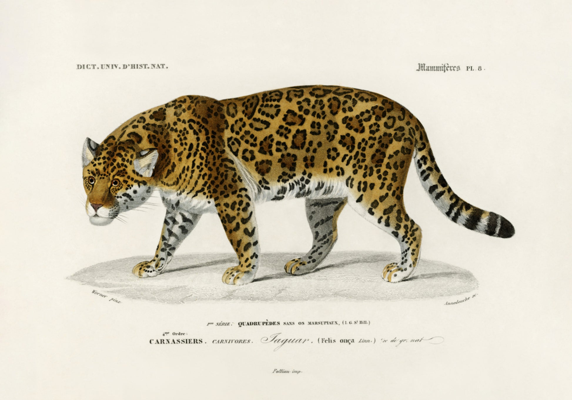 Jaguaras (Panthera Onca)