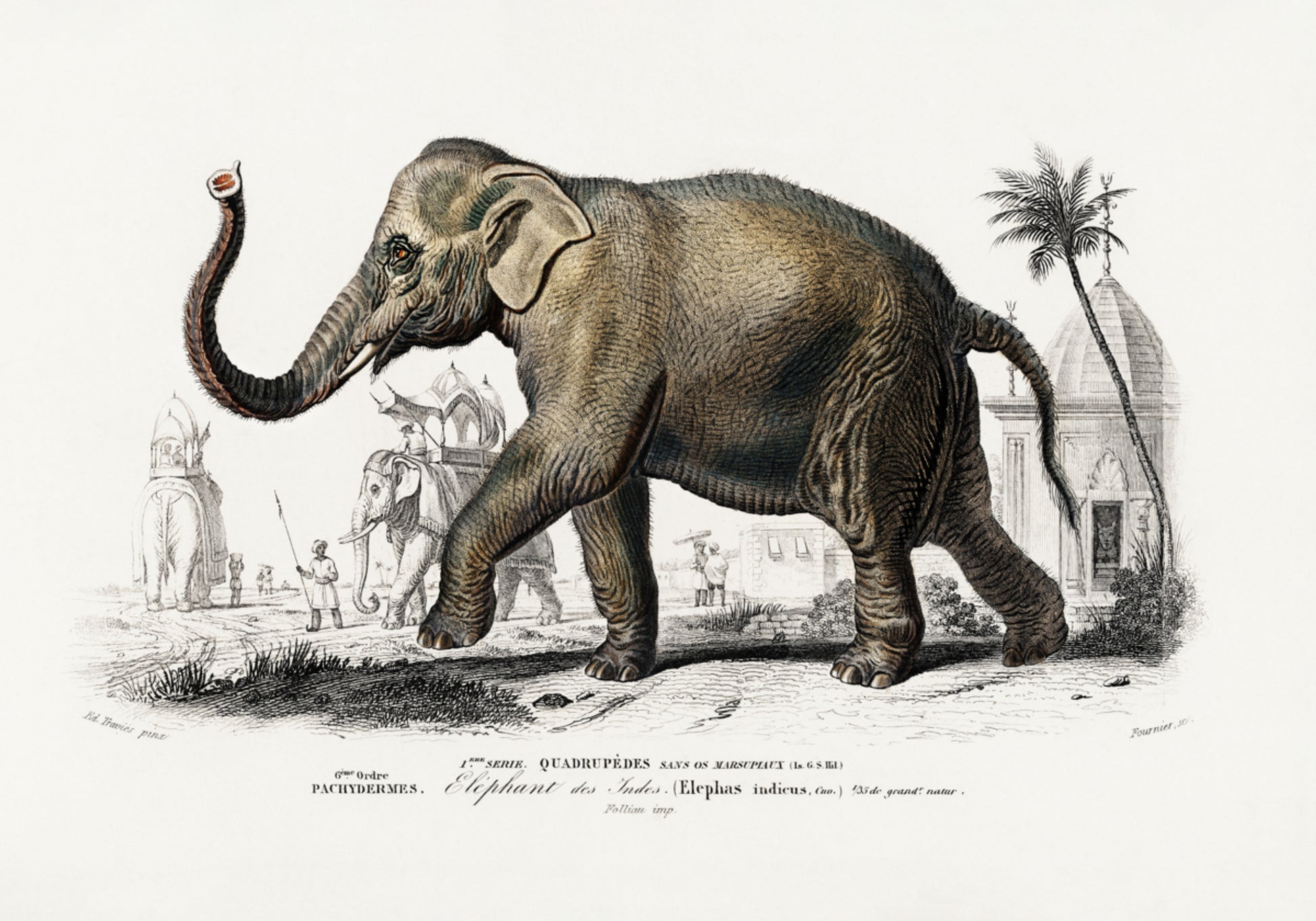 Asiateschen Elefant